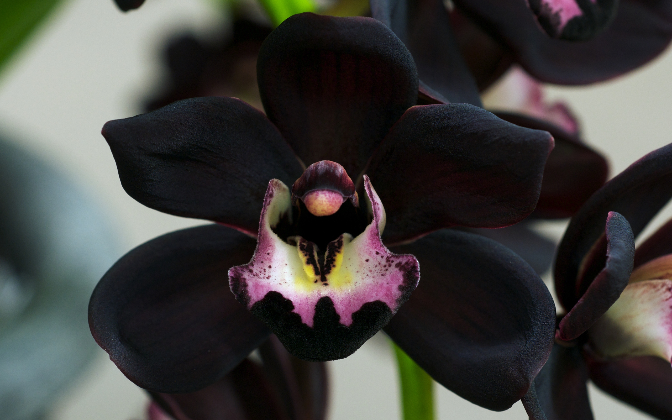 Black Orchid Wallpaper