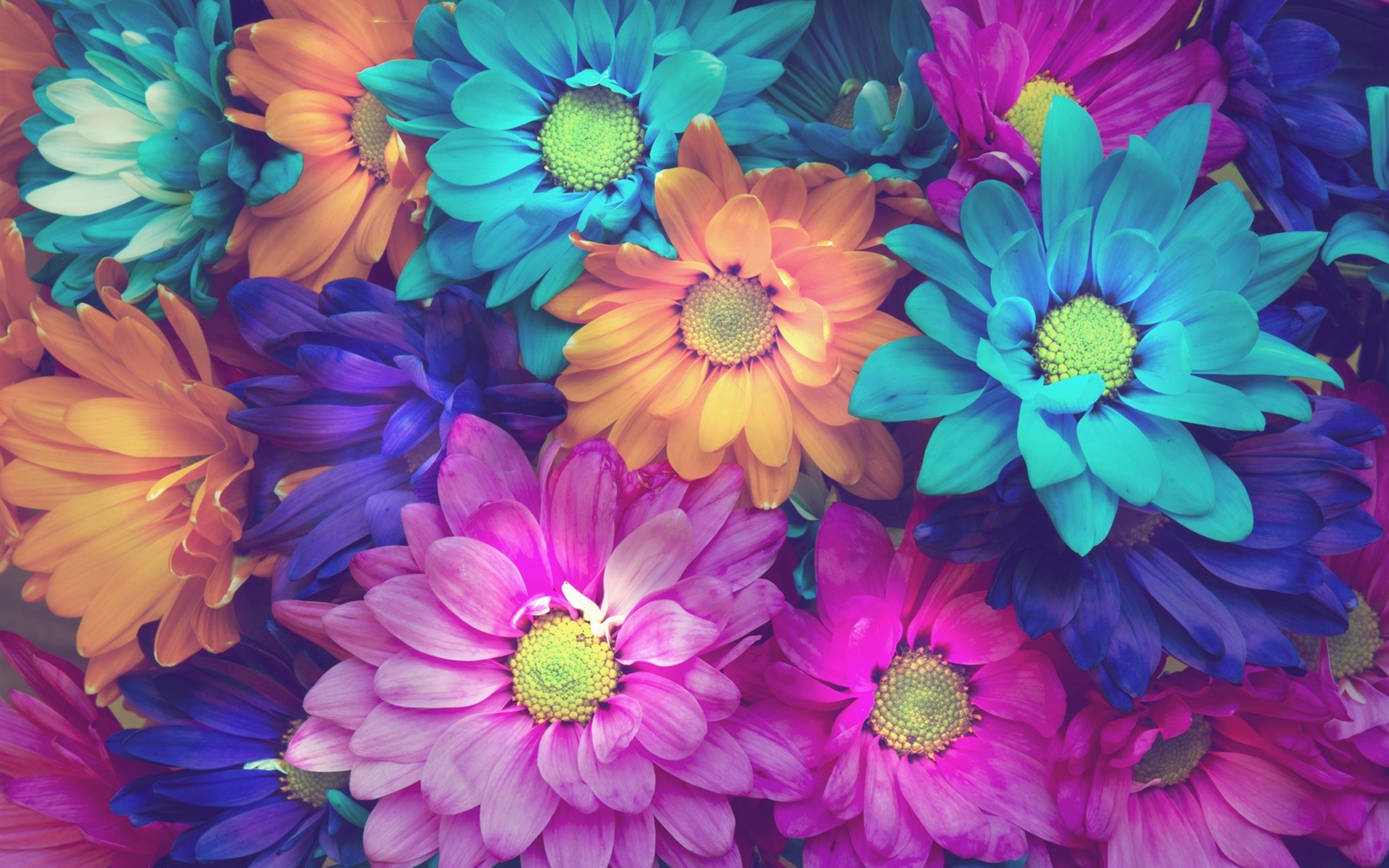 Colorful Daisy Flowers Pink Blue Orange Background Wallpaper 2560x1600