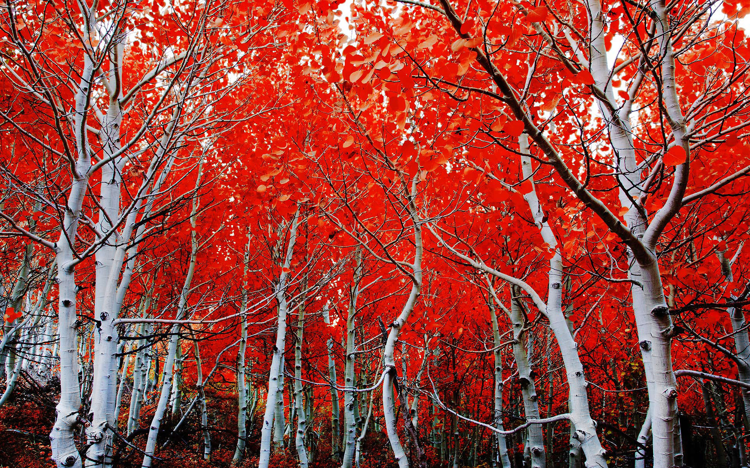 Fall Birch Red Leaves Hd Wallpaper 2560x1600 ...