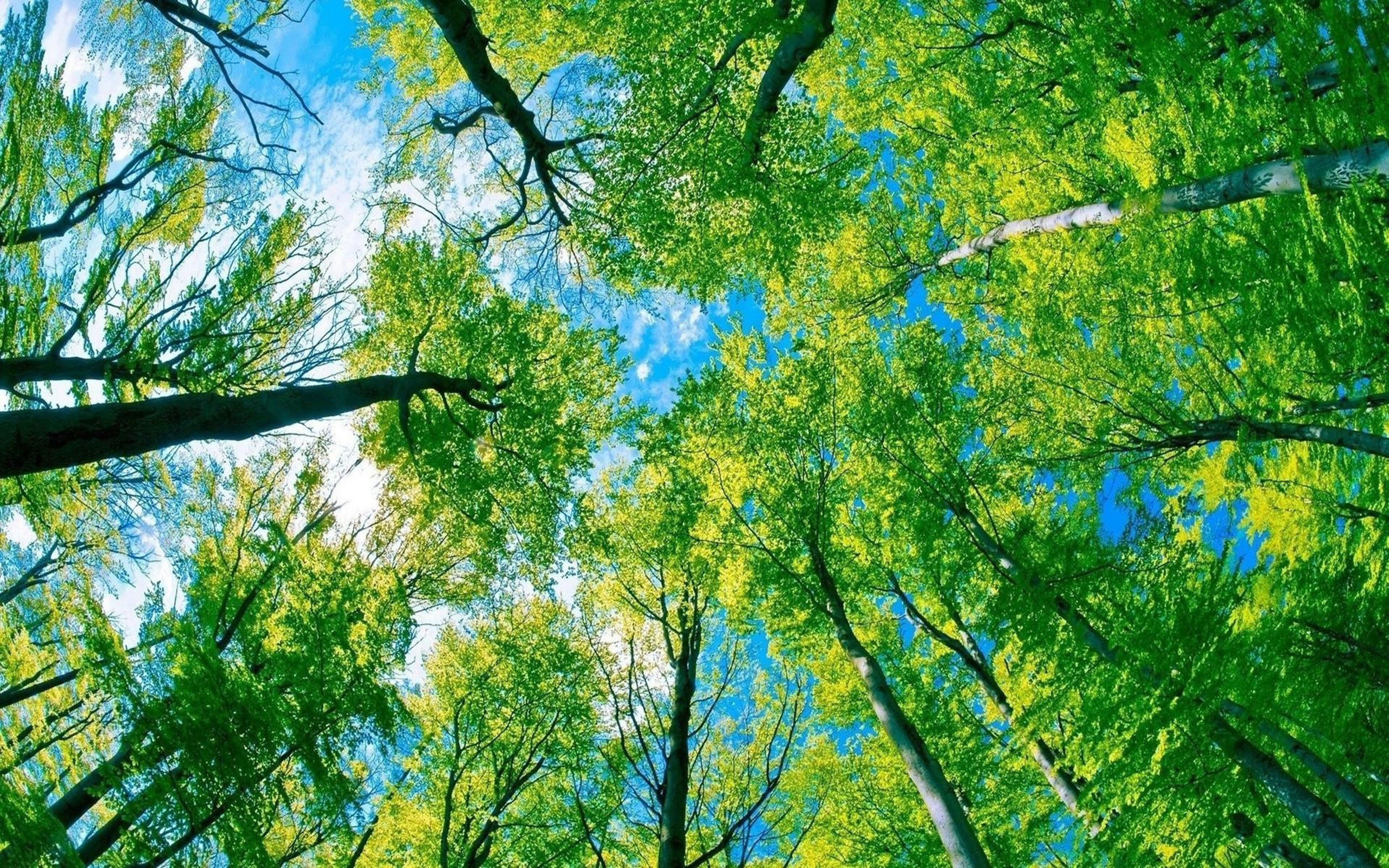 Green Trees, Blue Sky Hd Wallpaper