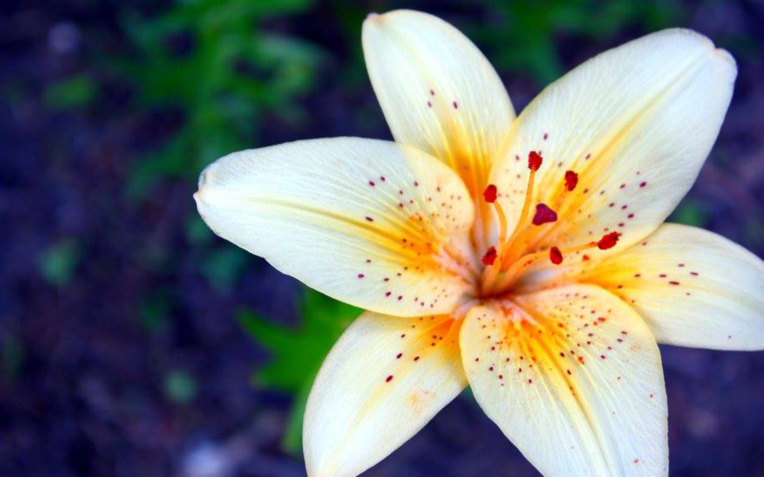 Lily Flower Wallpapers Hd 2560x1600 : Wallpapers13.com