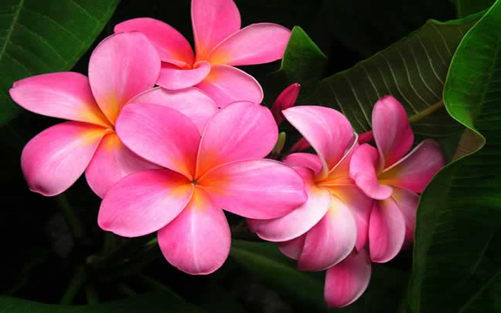 Tree With Orange Flowers Hawaii