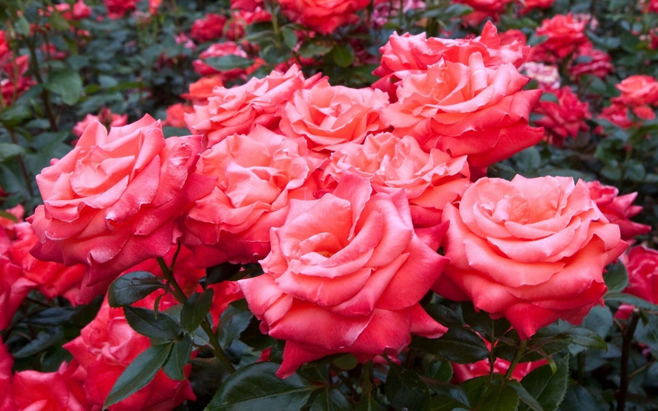 Image result for red rose garden