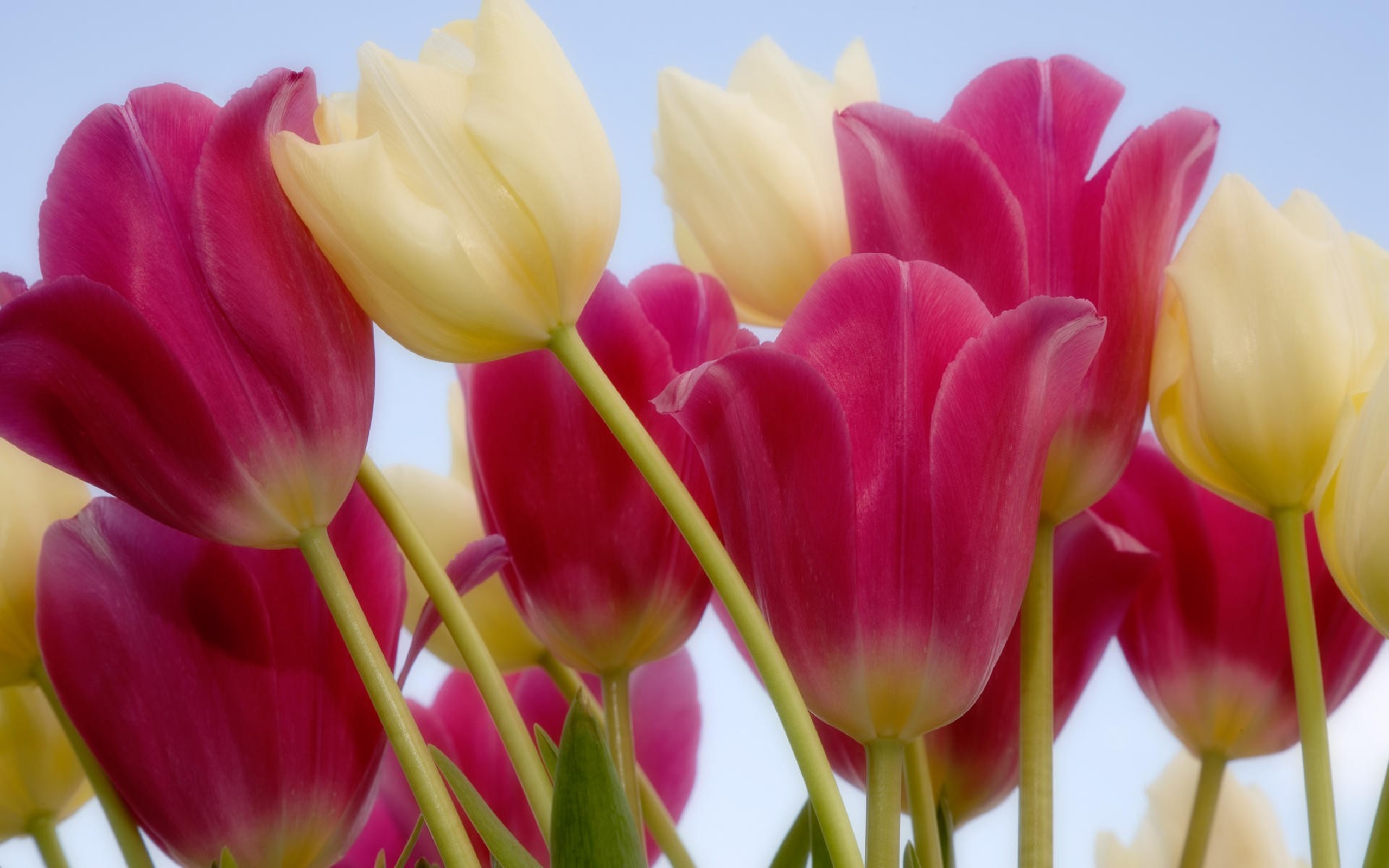 Sky Photography Tulips Wallpaper Flower 2560X1600jpg