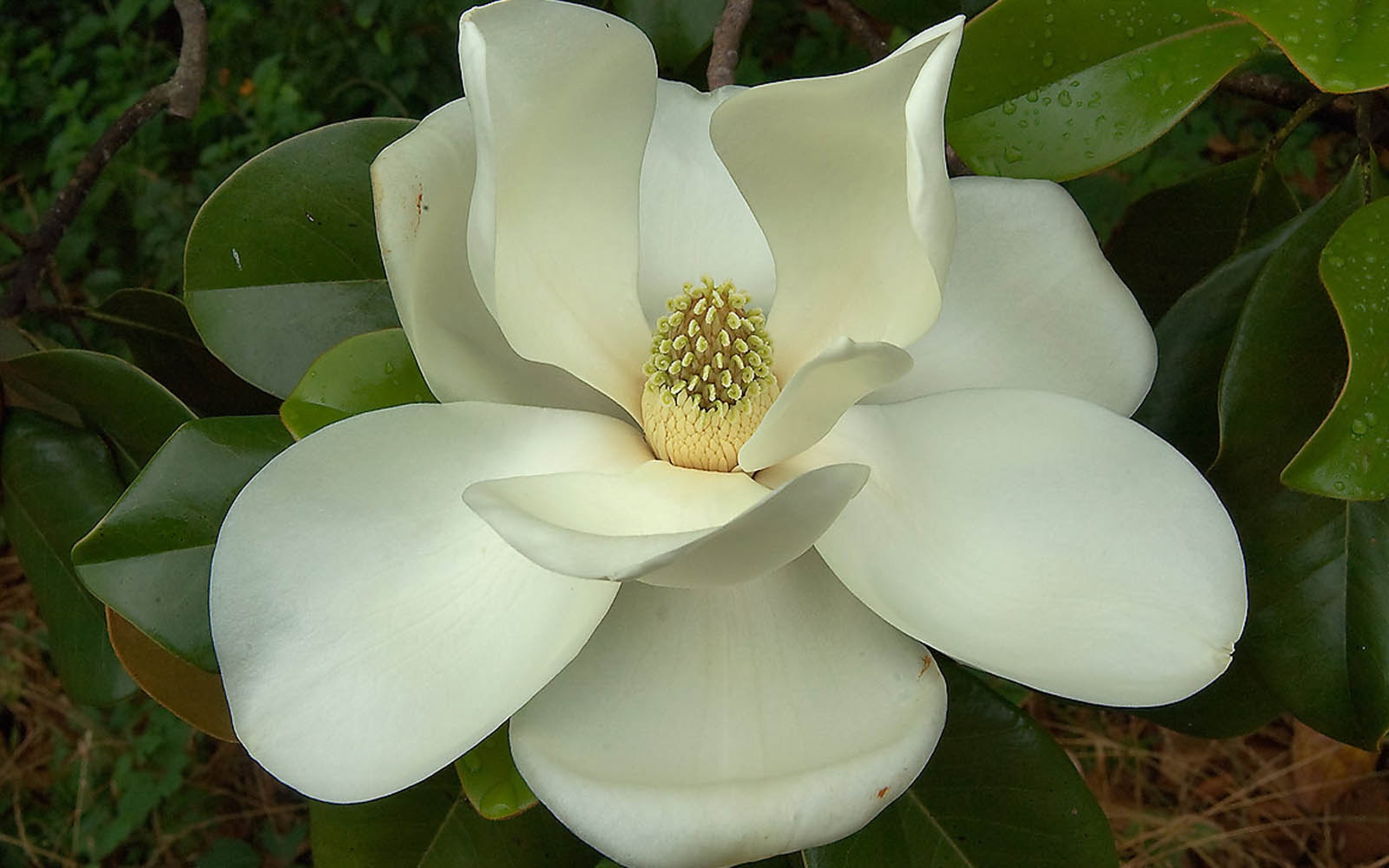 Southern Magnolia Flower 721