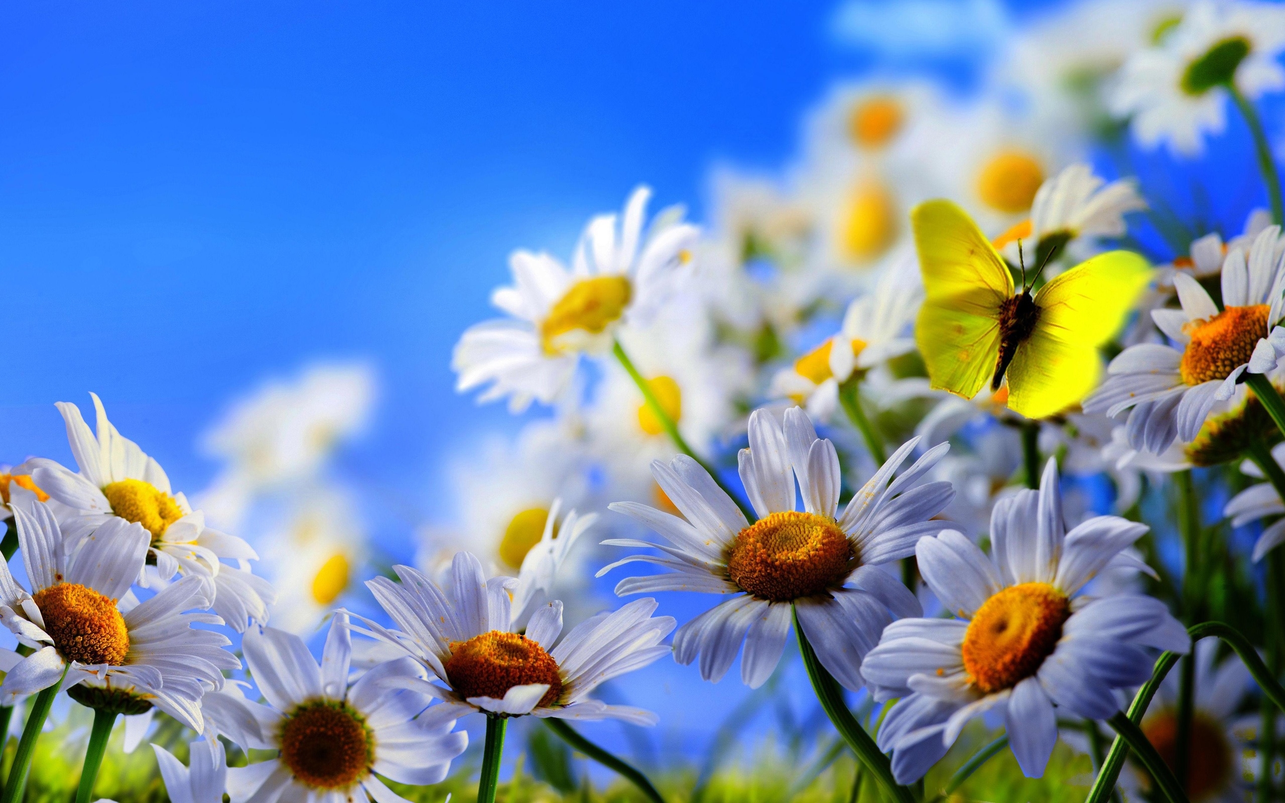 White Daisy Flowers Yellow Butterfly Blue Sky 2560x1600 : Wallpapers13.com