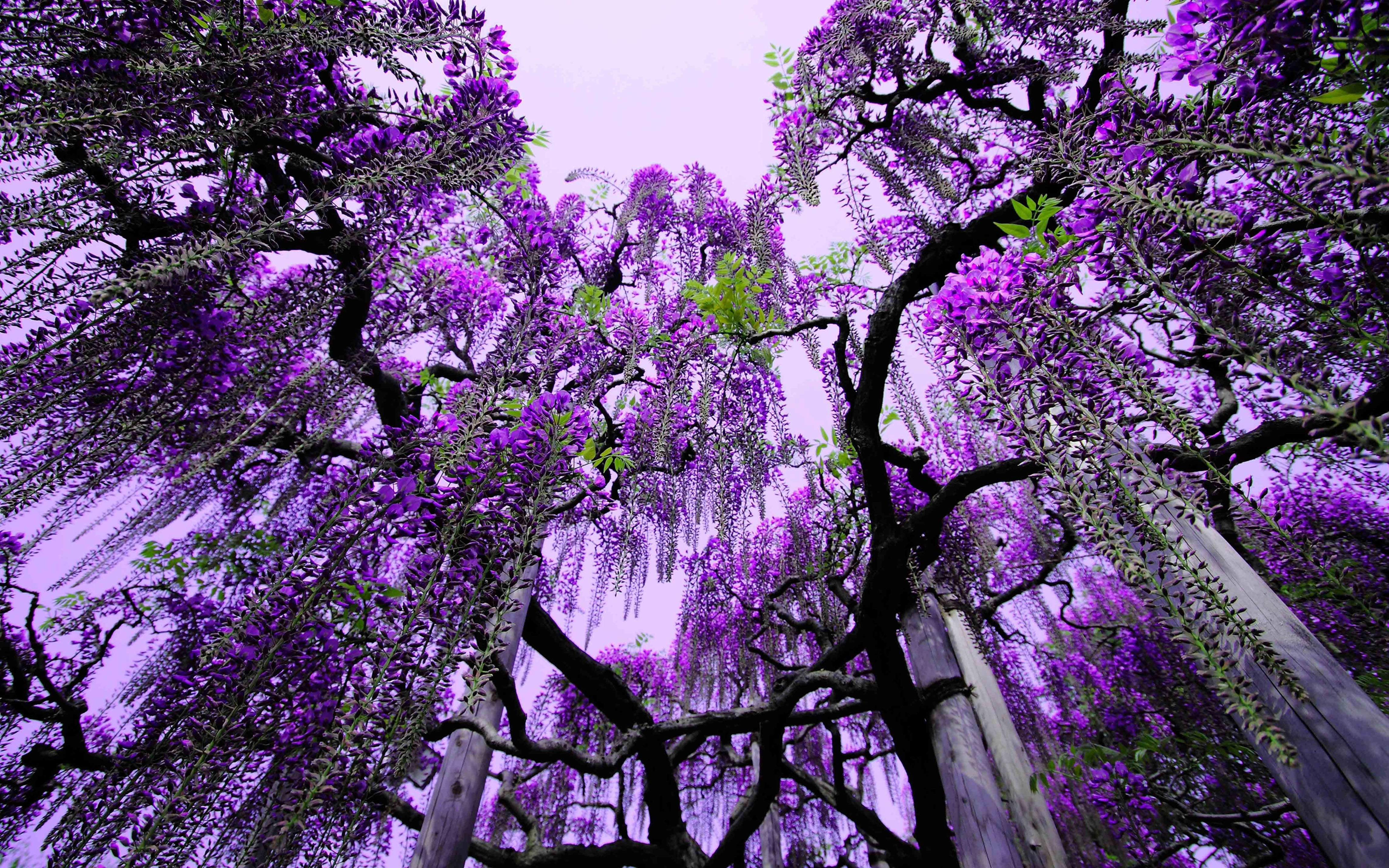 Wisteria Ashikaga Flower park Japan-tree with Purple Flowers