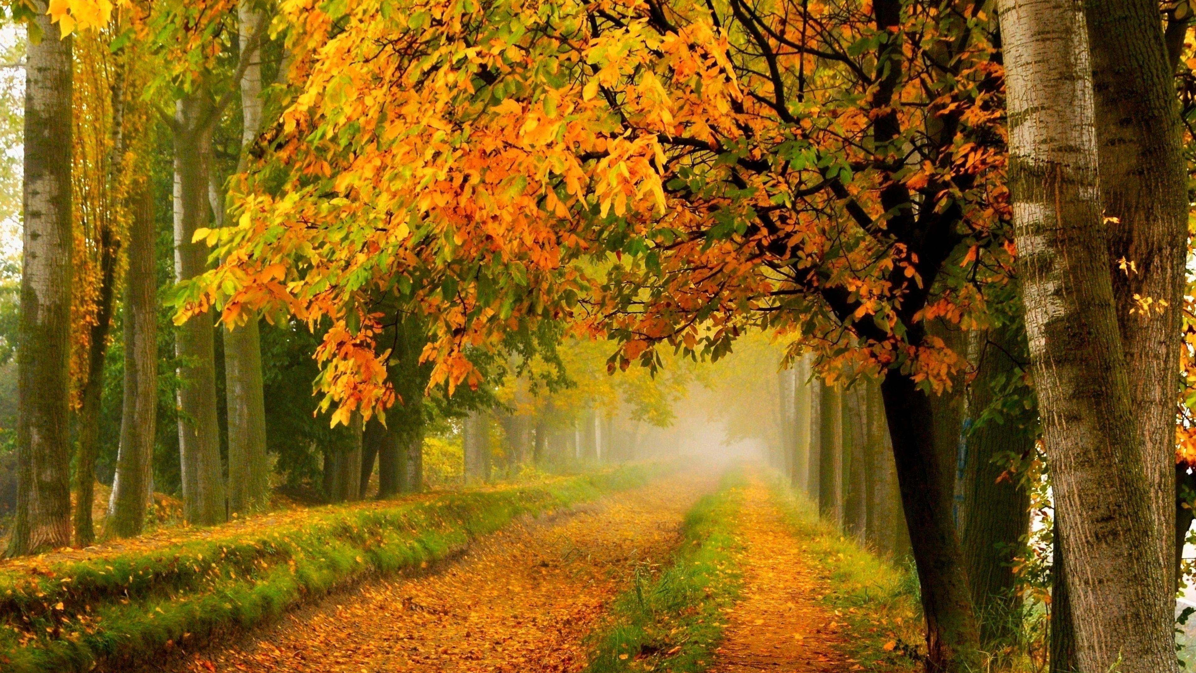 Background Autumn Trees With Yellow Leaves Country Road 3840x2160