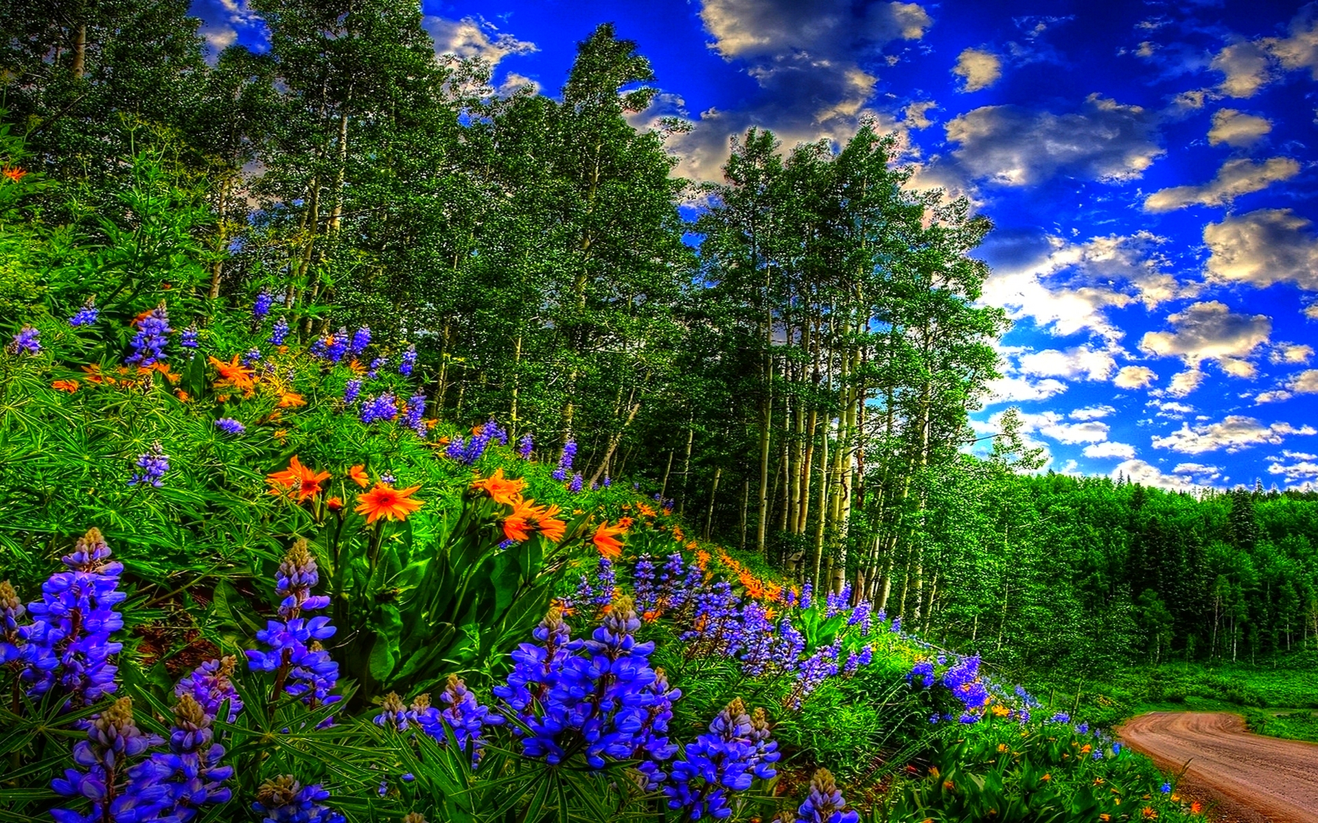 Spring_forest_sky clouds flowers forest road wallpaper