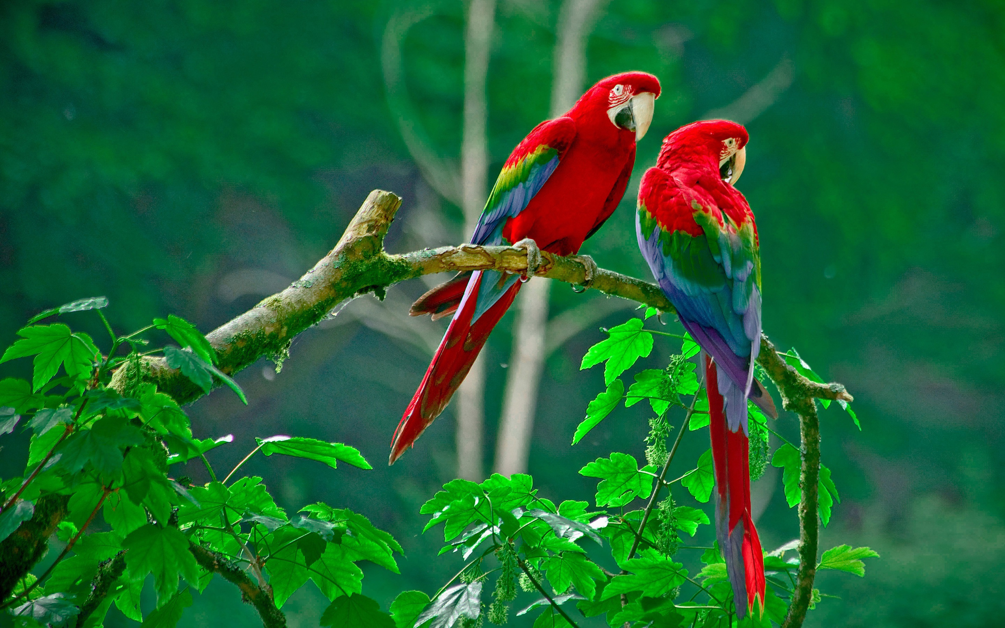 A Beautiful Couple Of Lorikeet Birds Wallpaper Hd ...