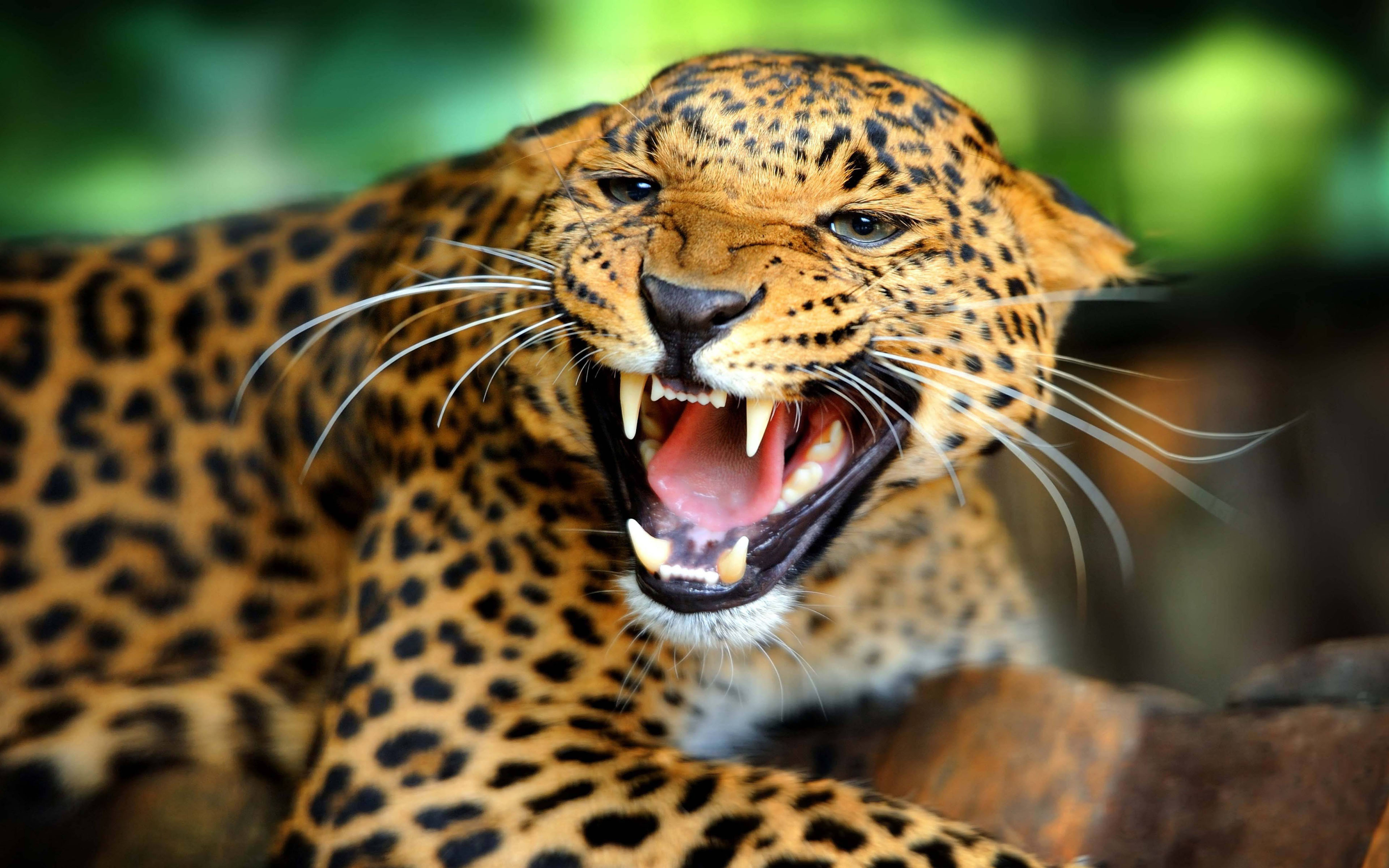 Angry Leopard Shows Sharp Teeth Hd Wallpaper : Wallpapers13.com