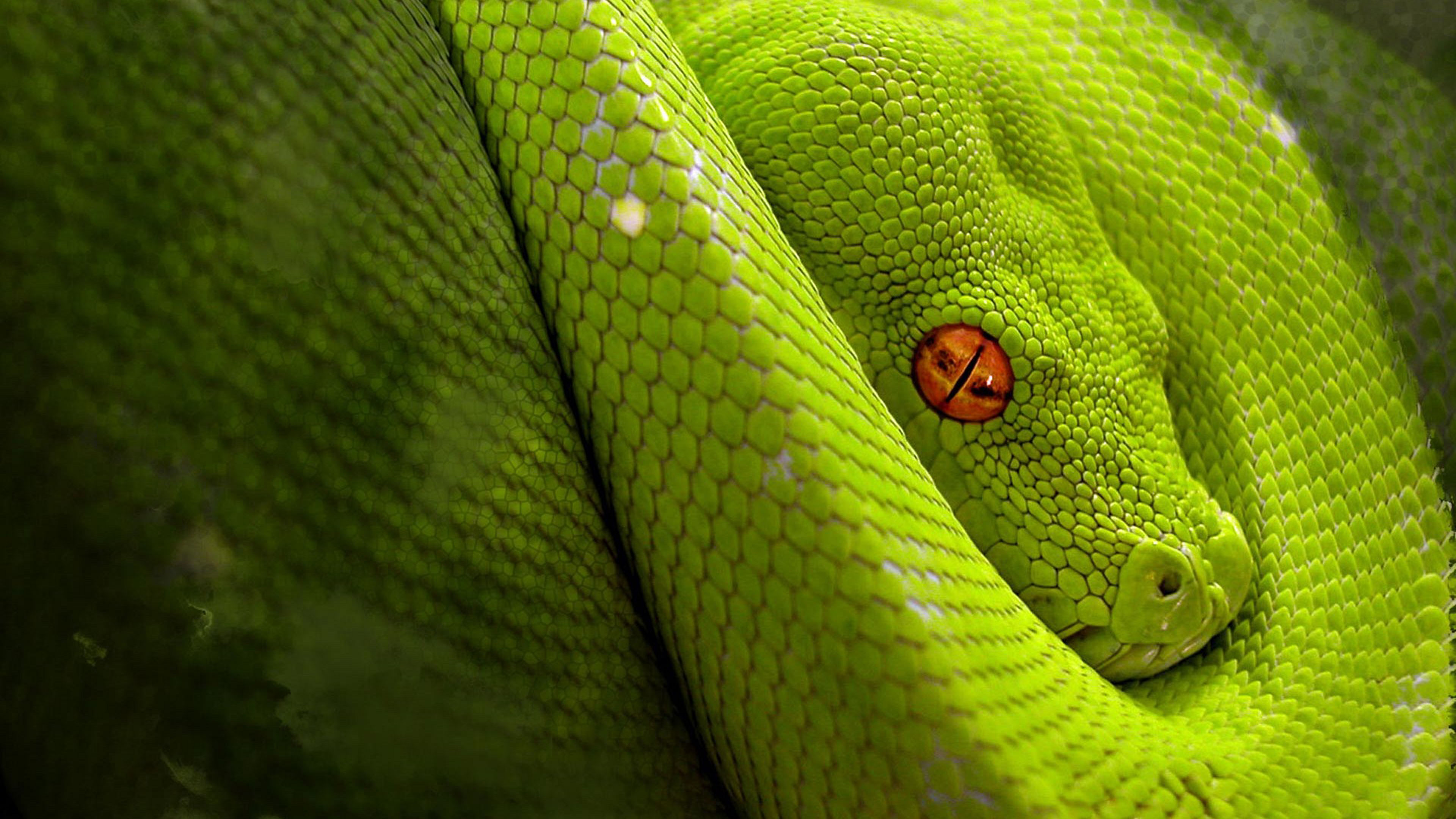 Animal Green Snake Close Up Hd Wallpaper : Wallpapers13.com