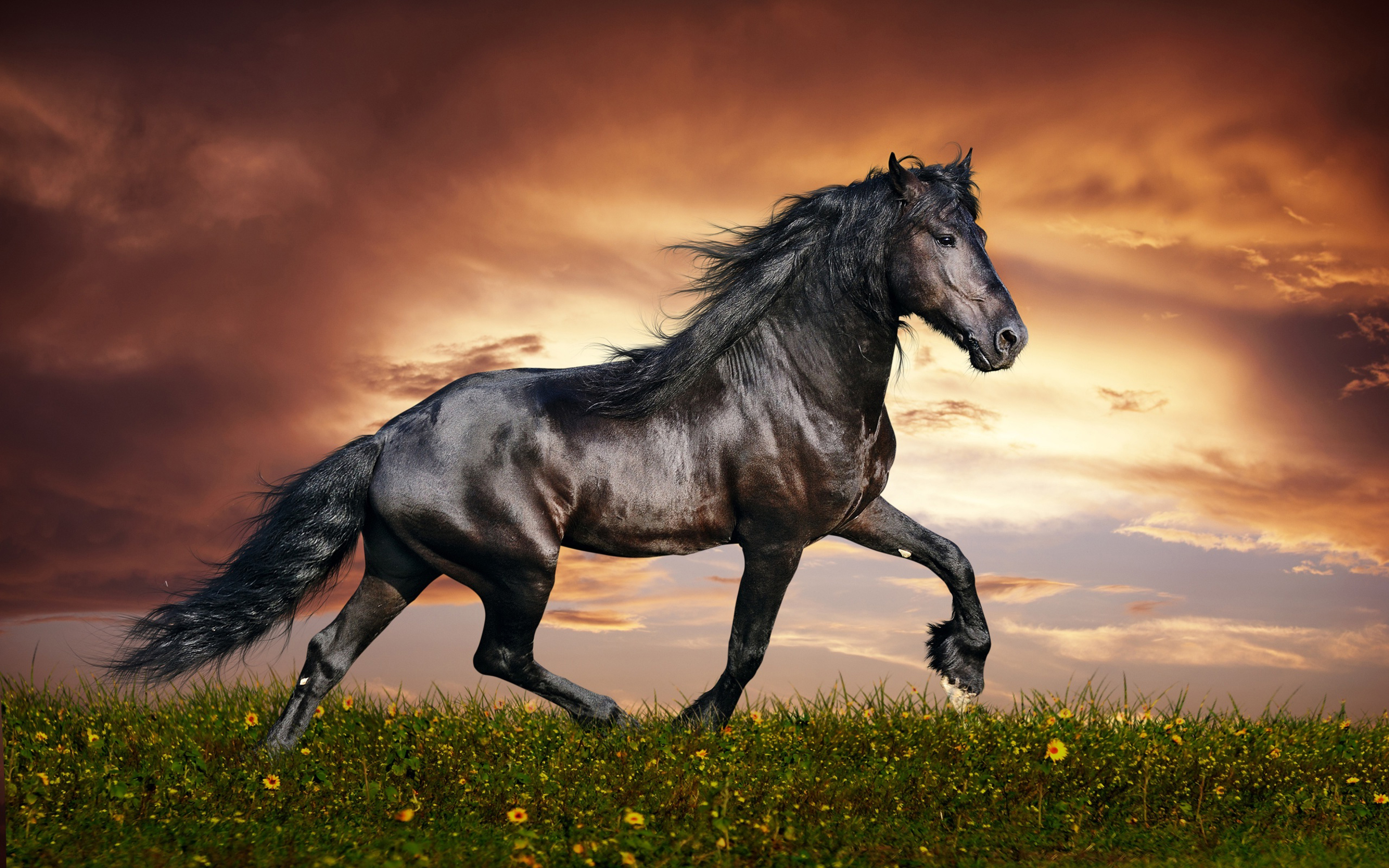 Arabian Black Horse Widescreen Images High Resolution Desktop