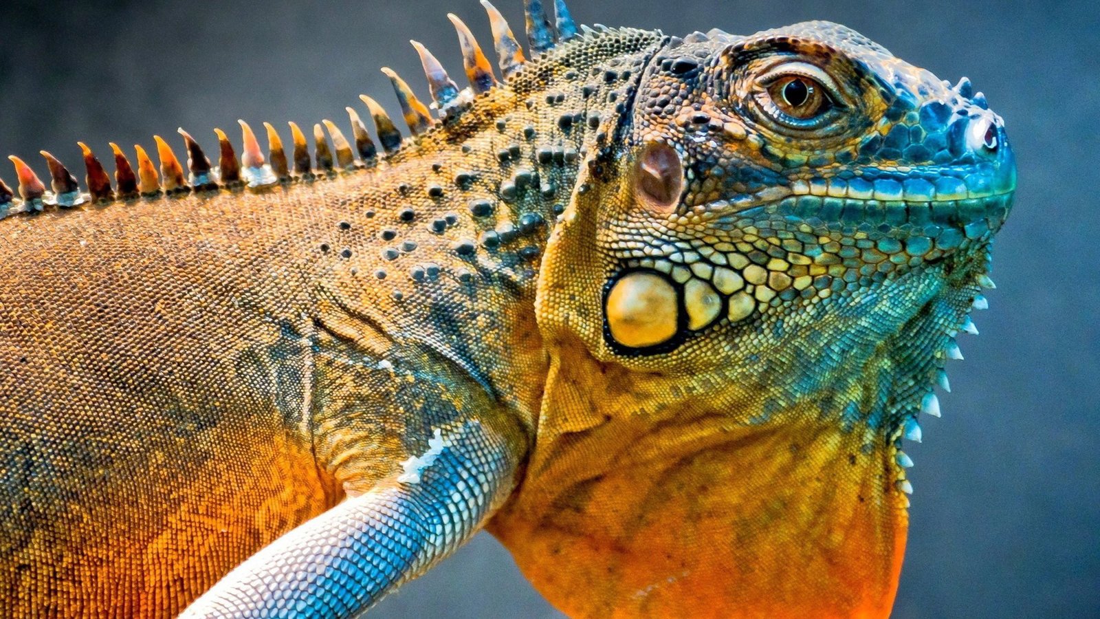 Beautiful Iguana Colourful Hd Wallpaper : Wallpapers13.com