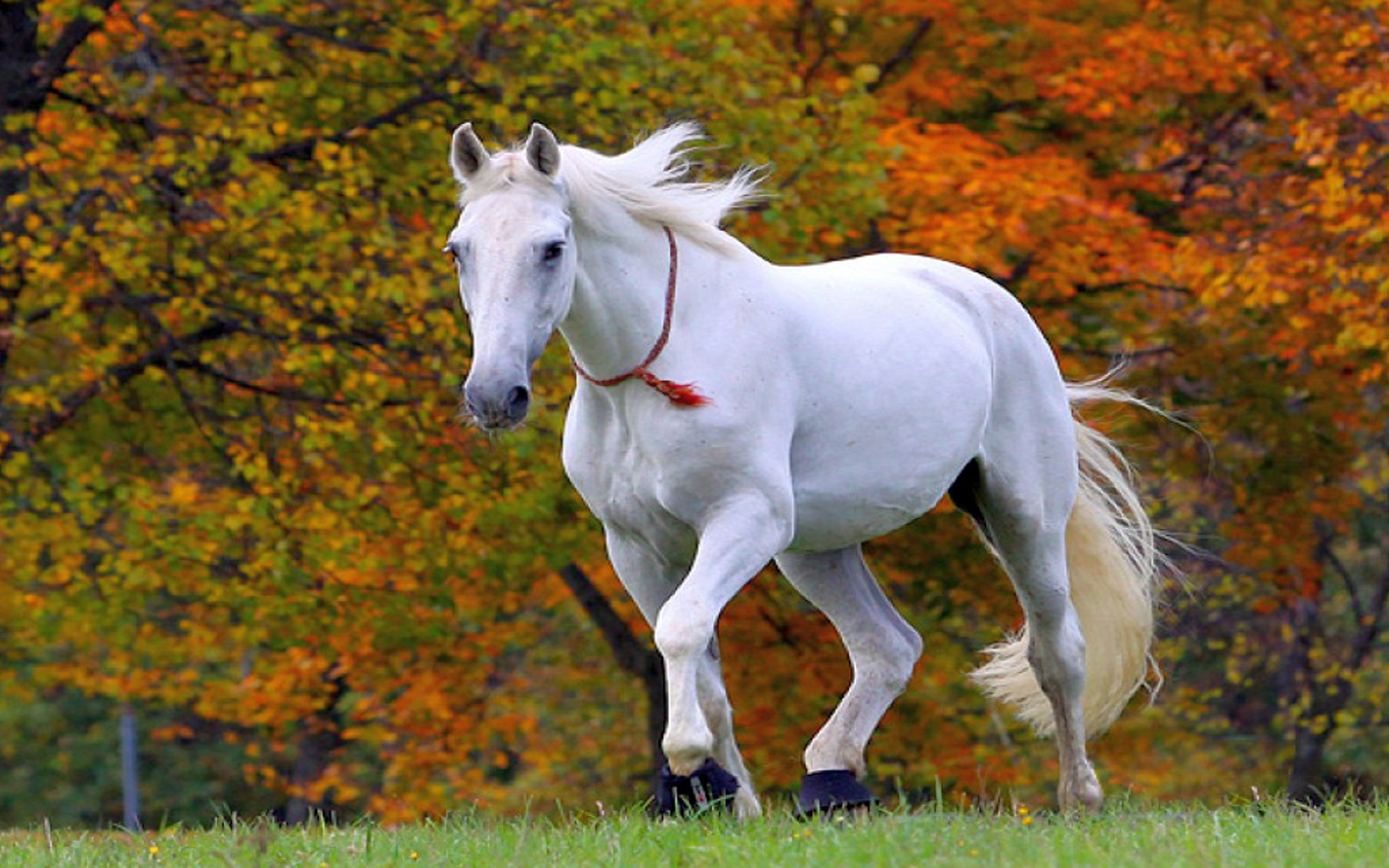 Risultati immagini per white horses hd