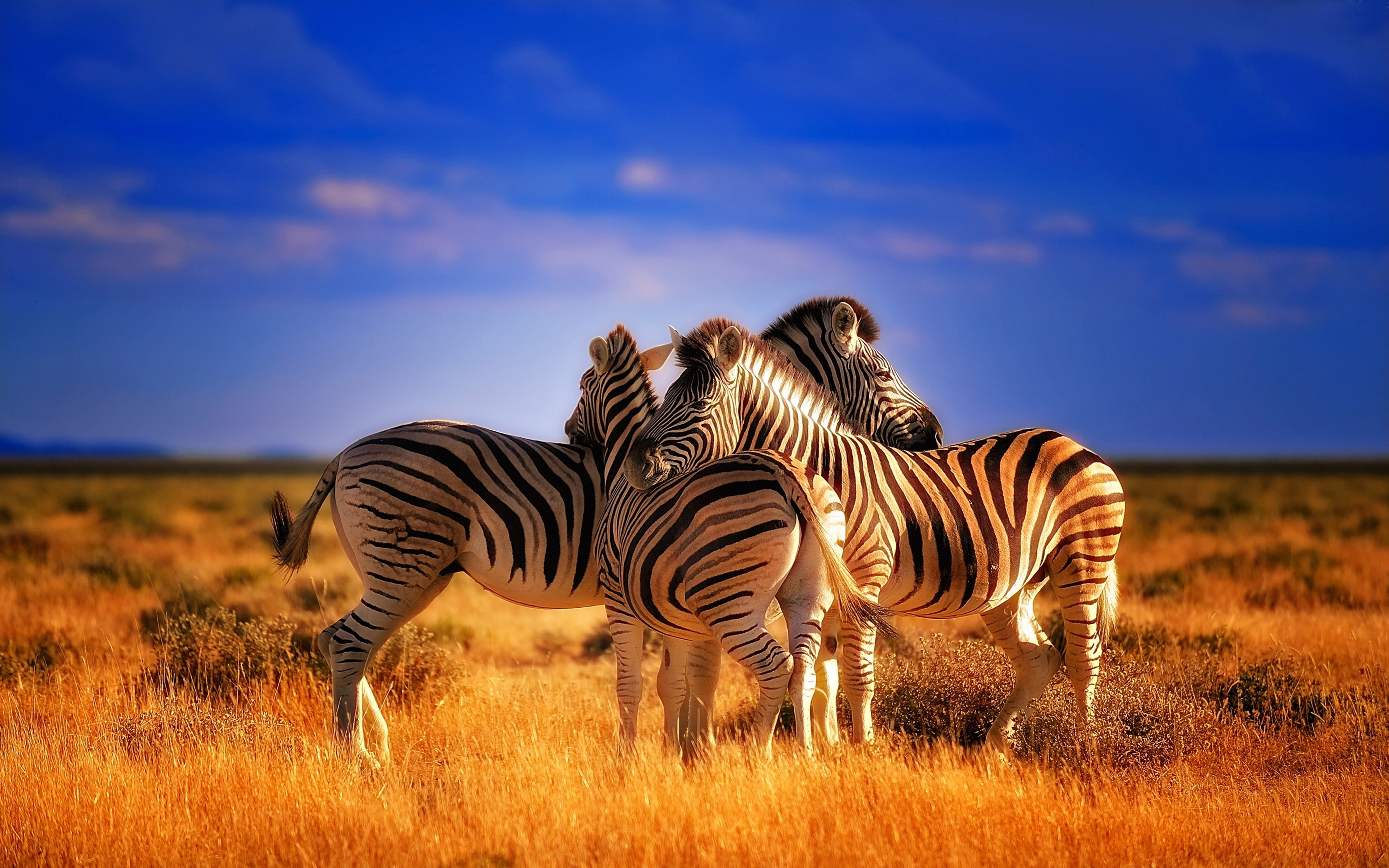 Beautiful Colorful Animals Zebras Hd Wallpaper : Wallpapers13.com