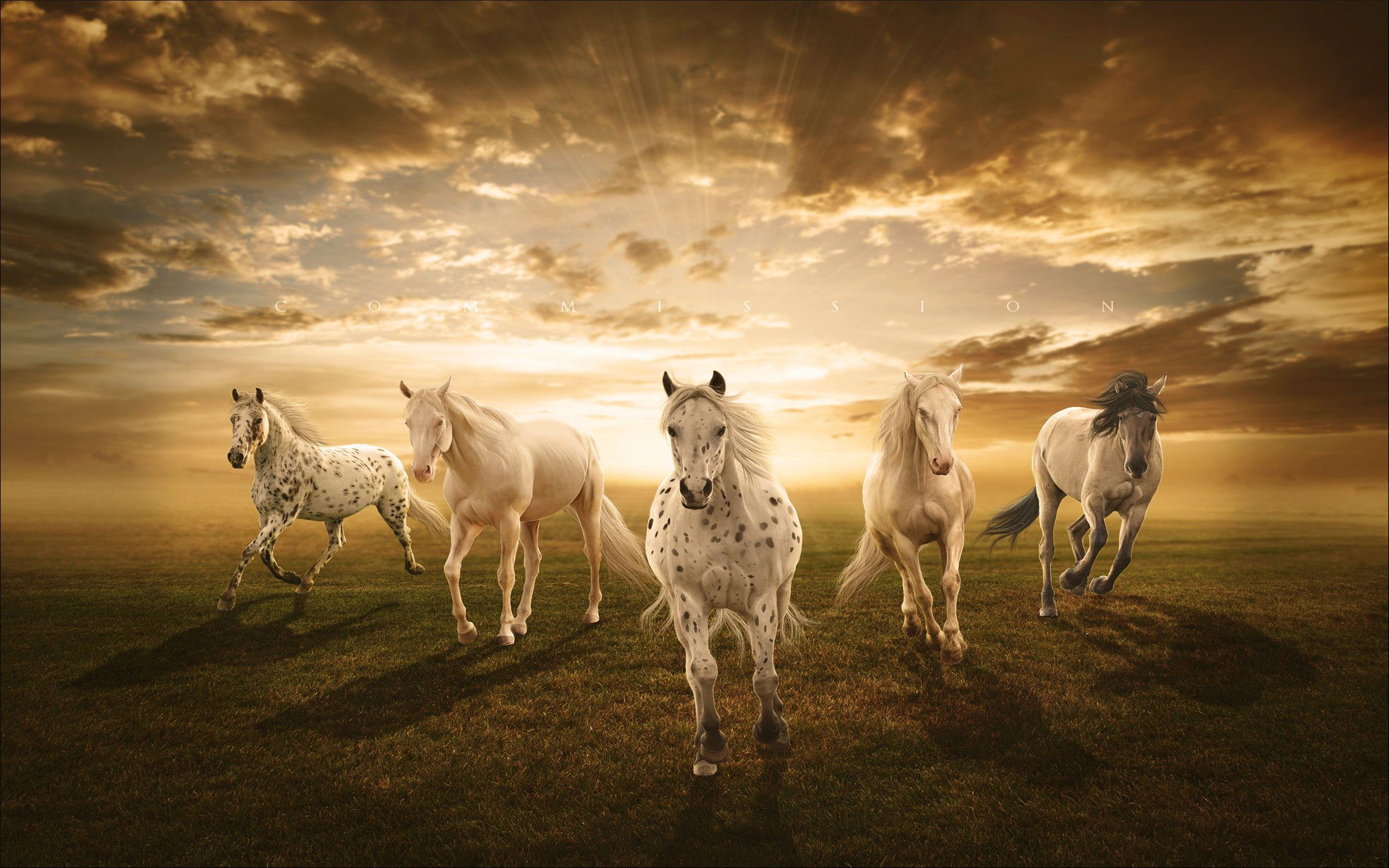 White Horses Desktop Background : Wallpapers13.com