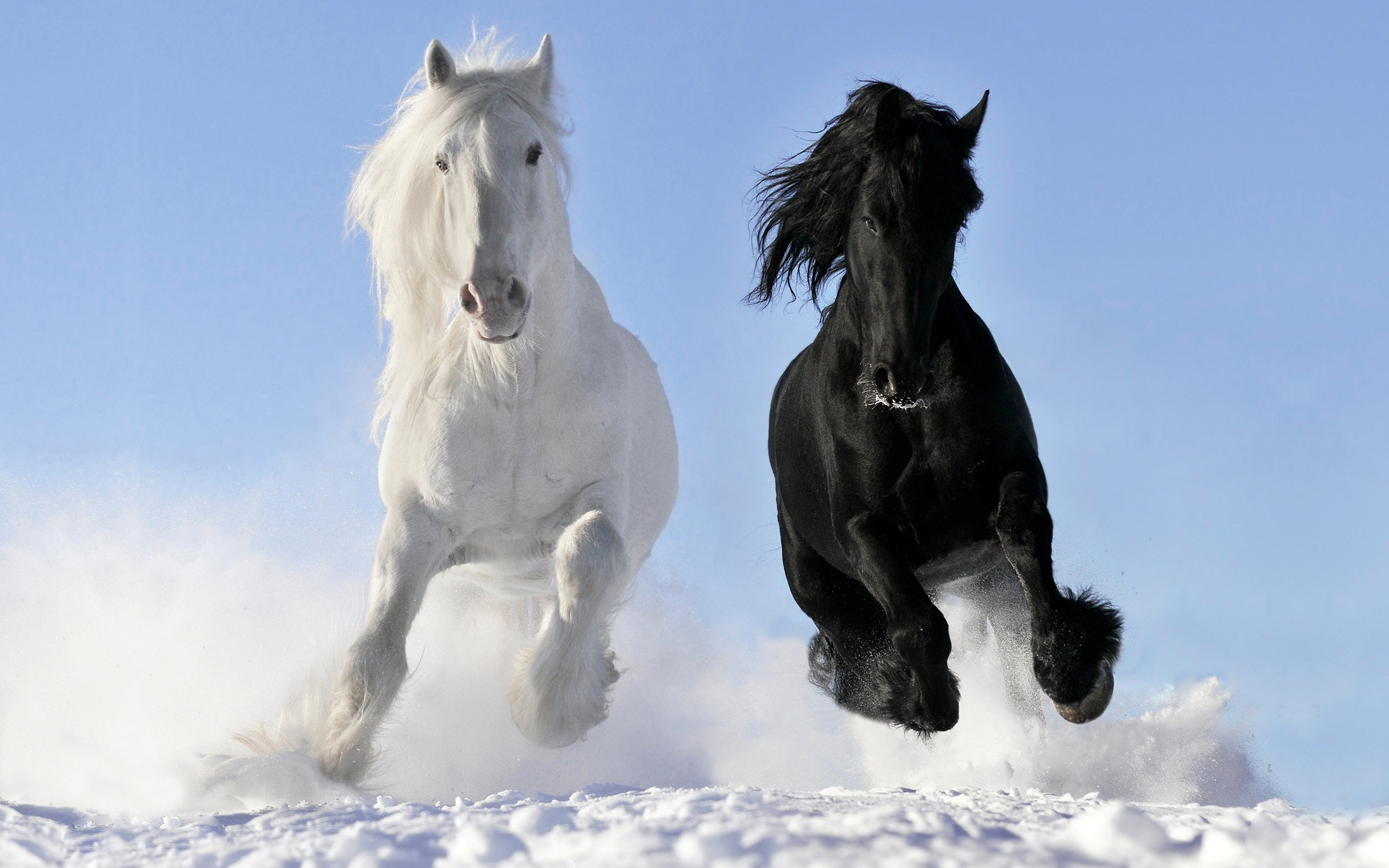 Black And White Horse 3840x2400 Hd Wallpaper : Wallpapers13.com