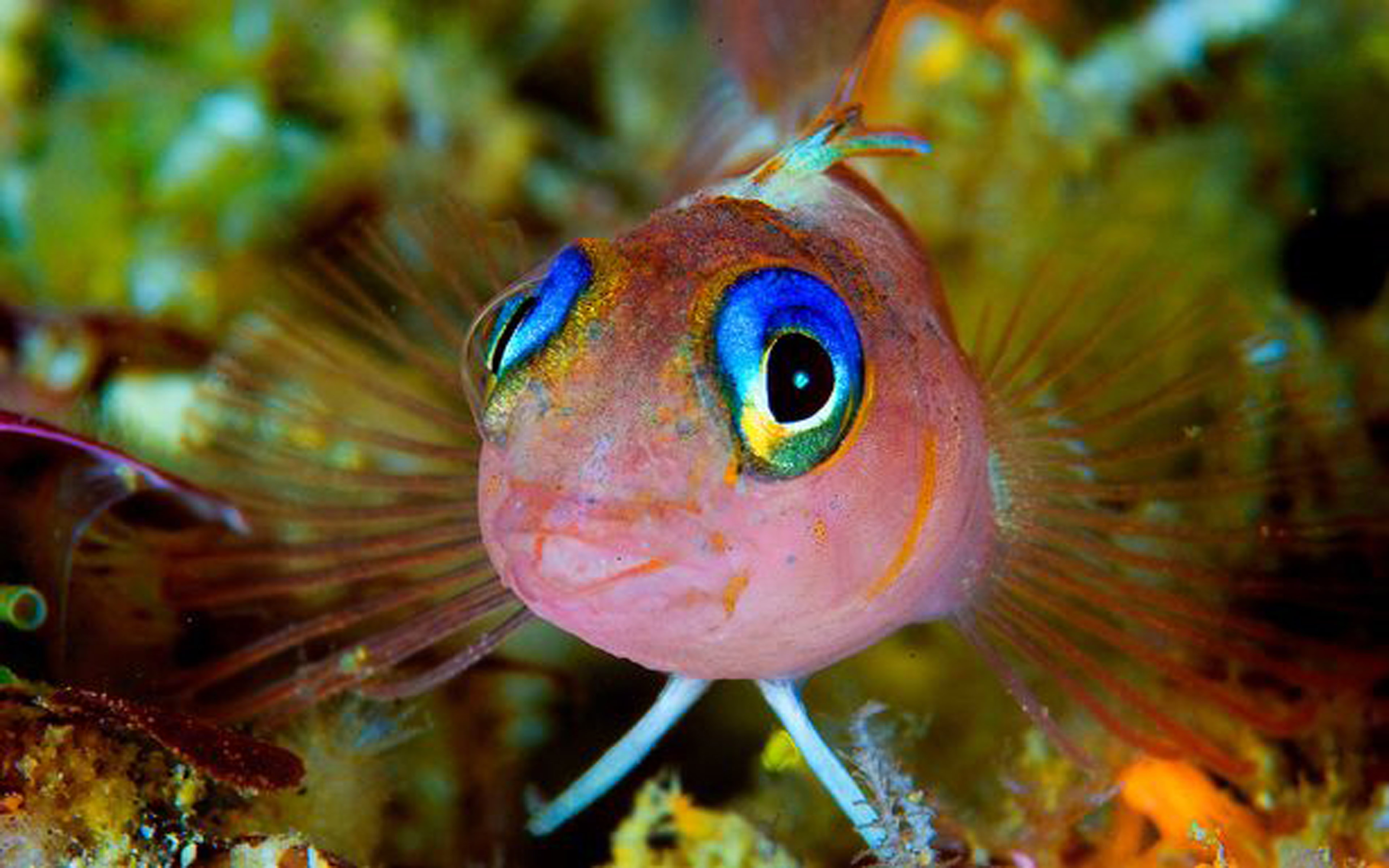 Blue Eyes Triplefin (notoclinops Caeruleopunctatus) Tropical Fish