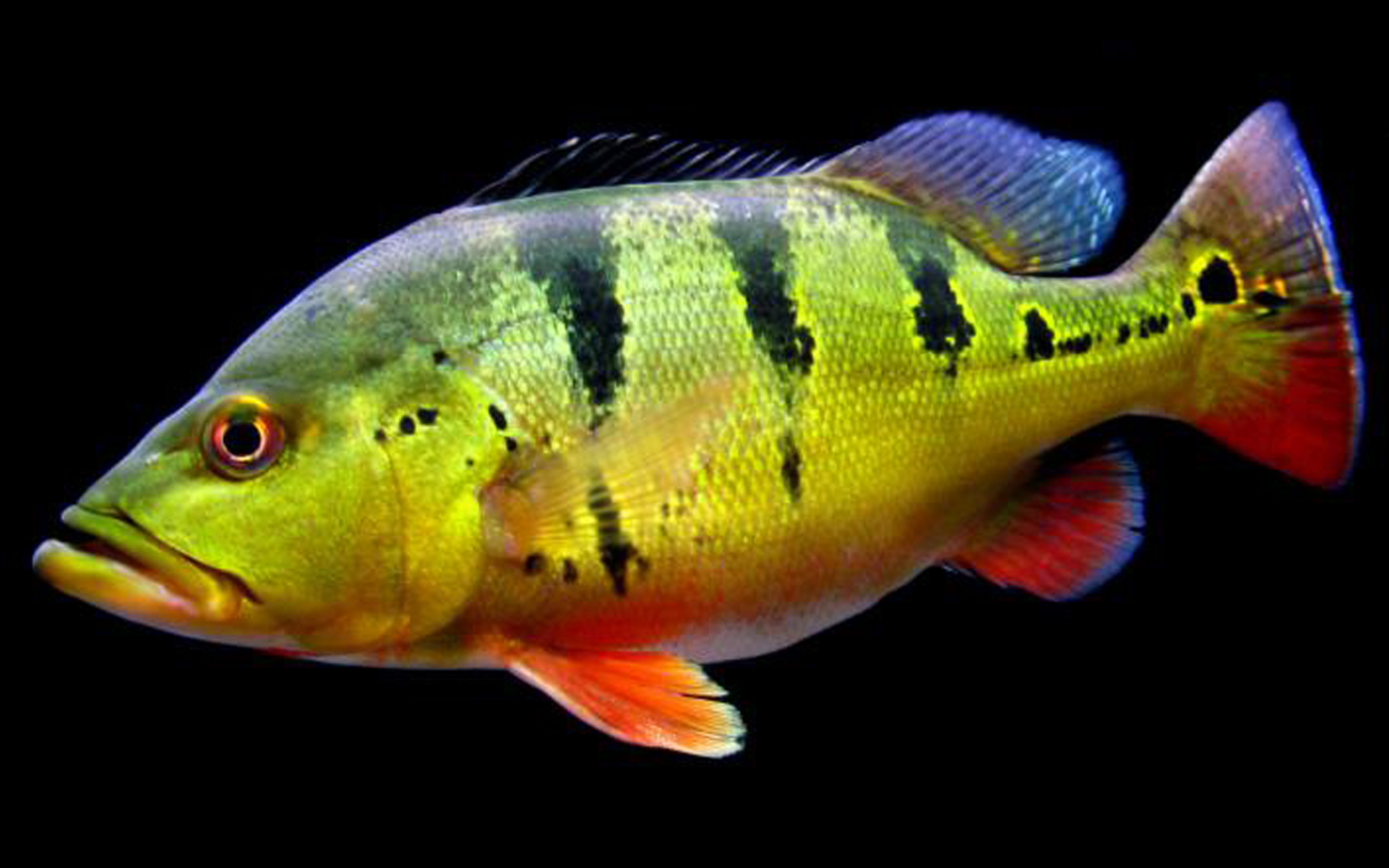 Cichla Ocellaris Male Fish Wallpaper Hd : Wallpapers13.com
