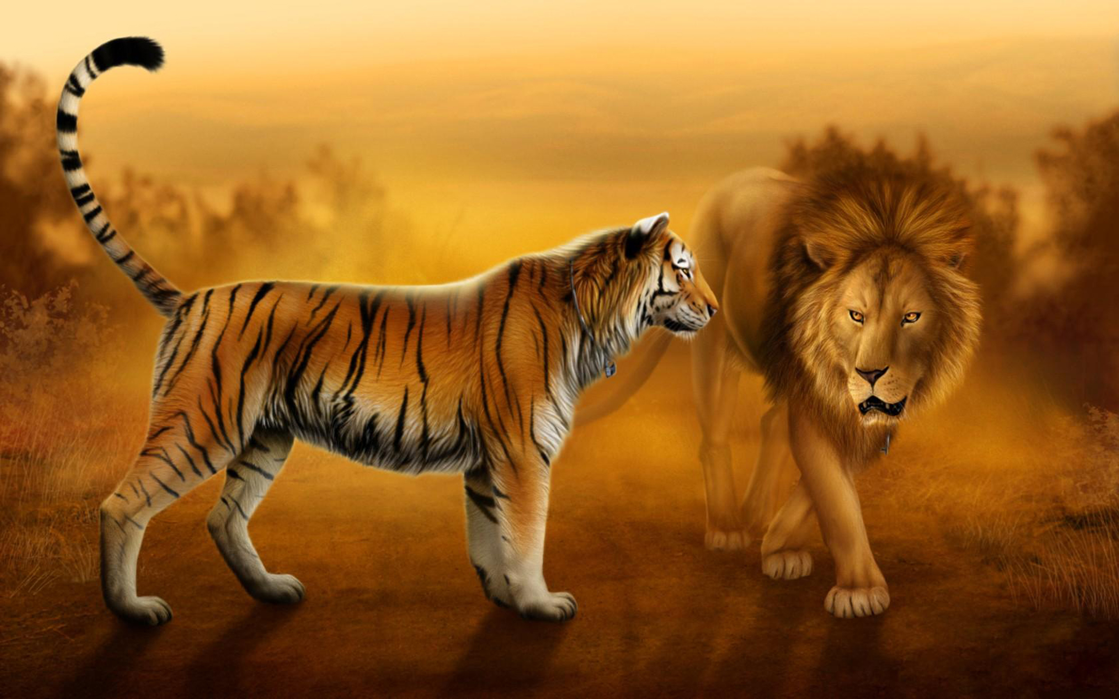 Desktop Hd Lion And Tiger Pics : Wallpapers13.com