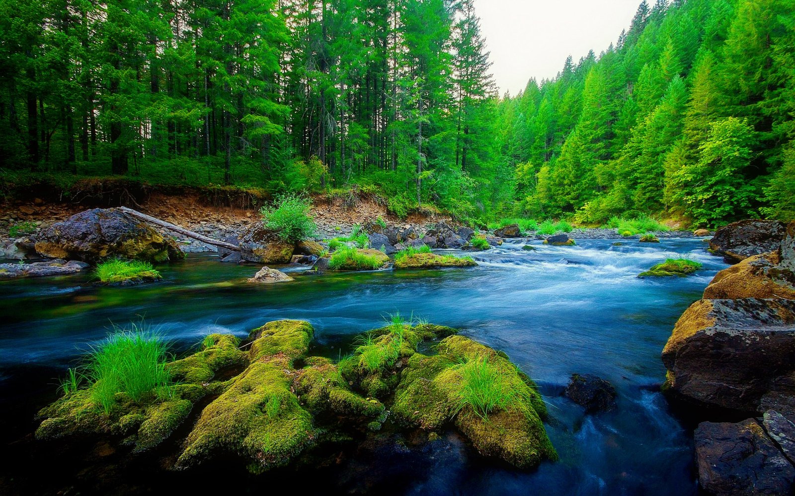 Green Pine Forest River Rock Beautiful Nature Hd Wallpaper