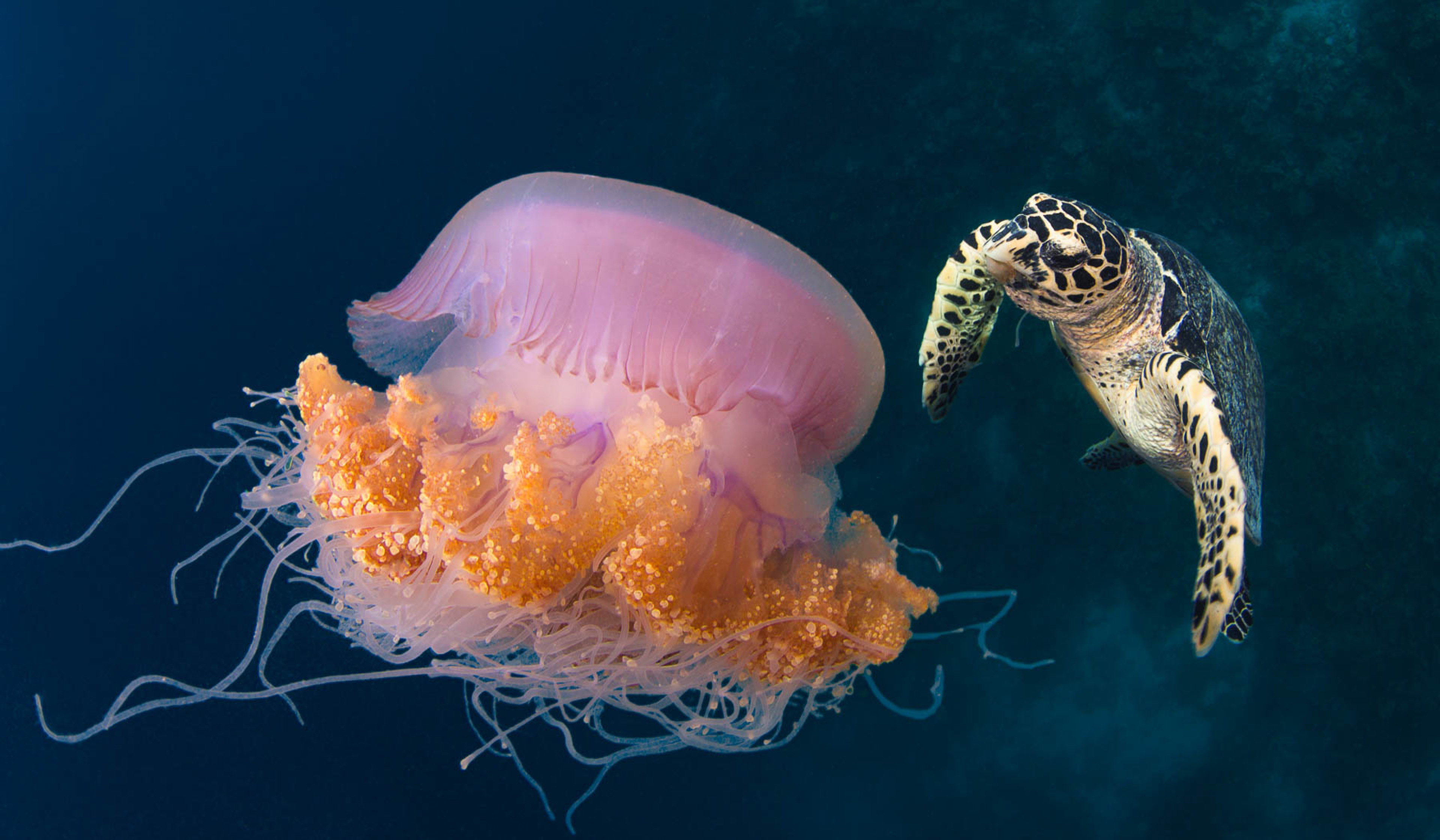 Jellyfish And Turtle Desktop Backgrounds Hd : Wallpapers13.com