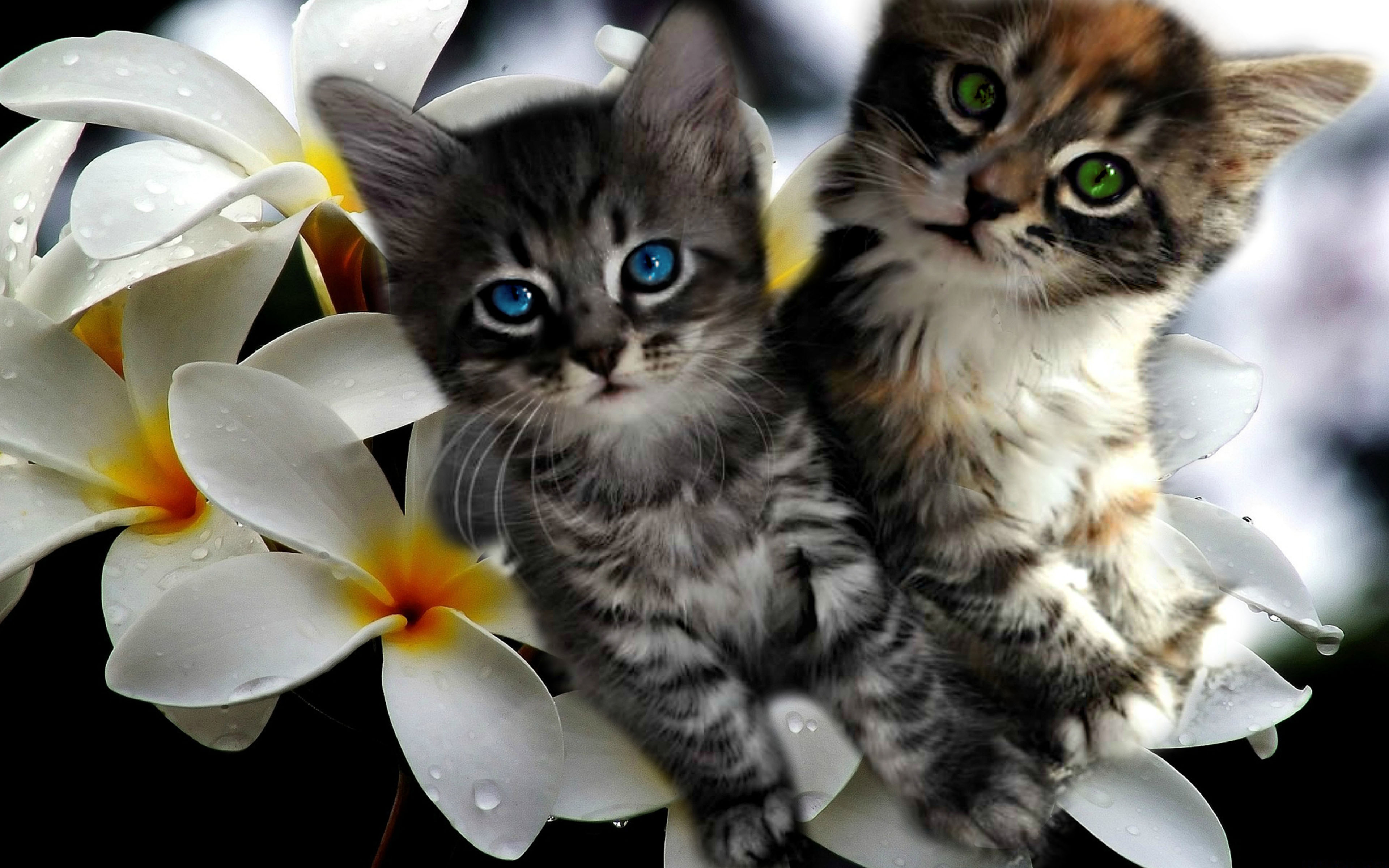 Kittens Plumeria For Desktop Background Widescreen 3840x2400