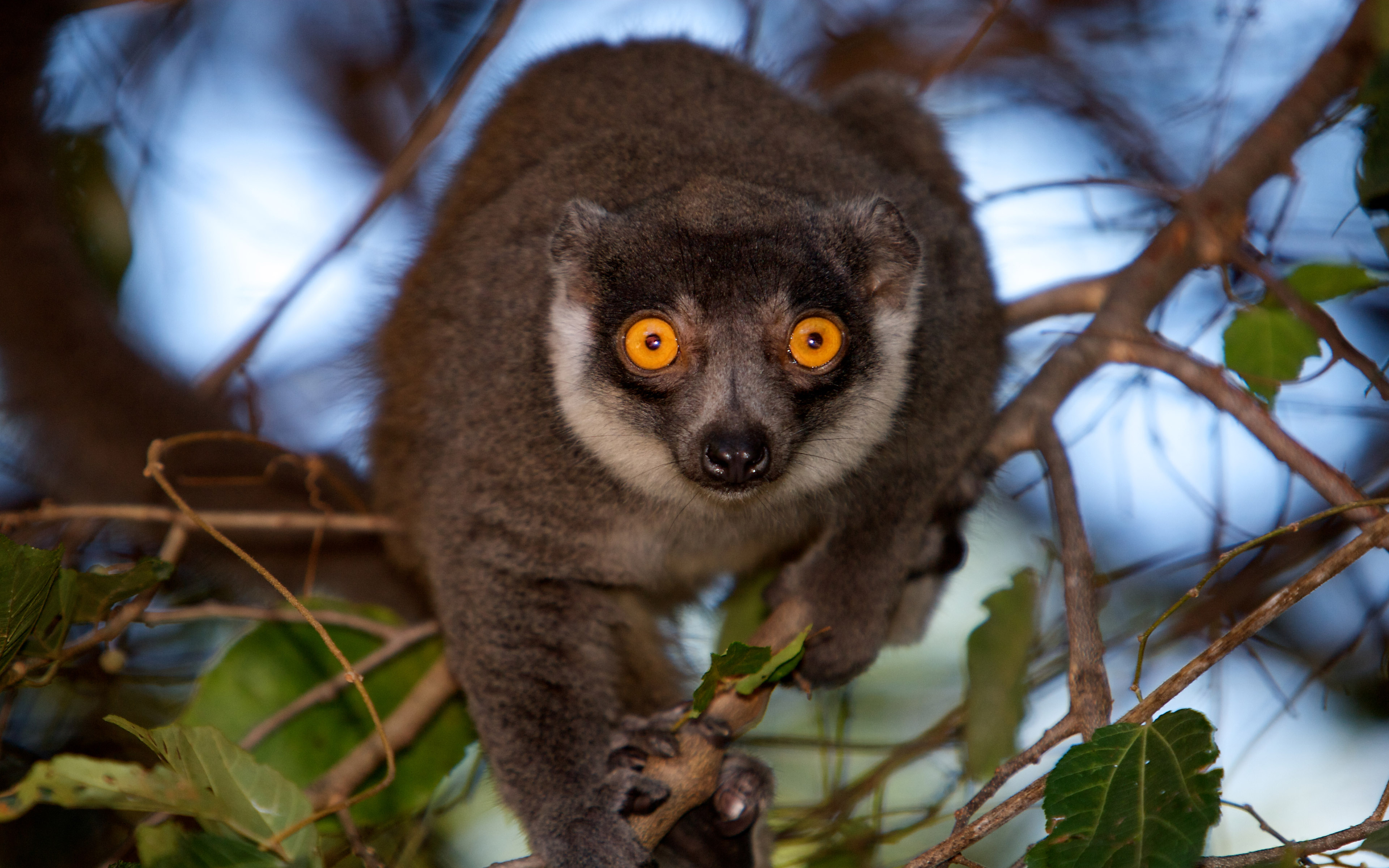 Lemur From Madagascar Wallpaper Hd : Wallpapers13.com