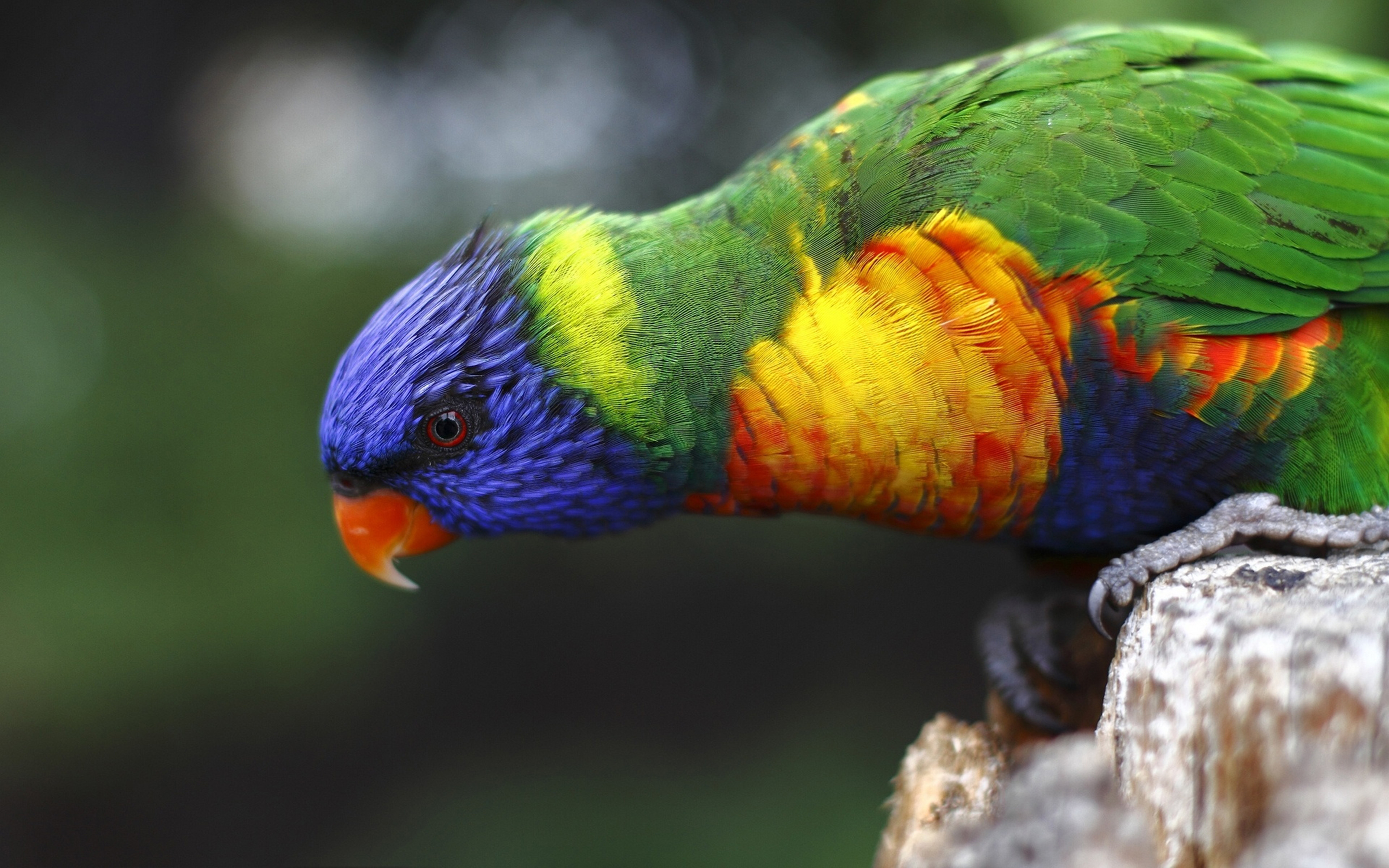 Lovely Colorful Parrots Wallpaper Gallery 2635