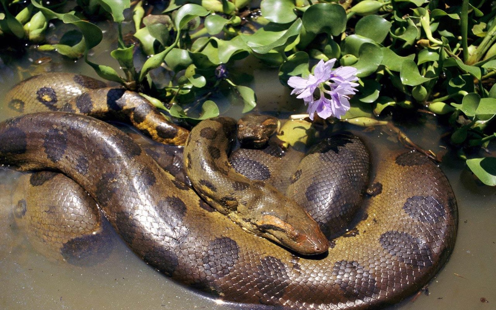 Mating Two Anacondas, Desktop Wallpapers Of Anaconda : Wallpapers13.com