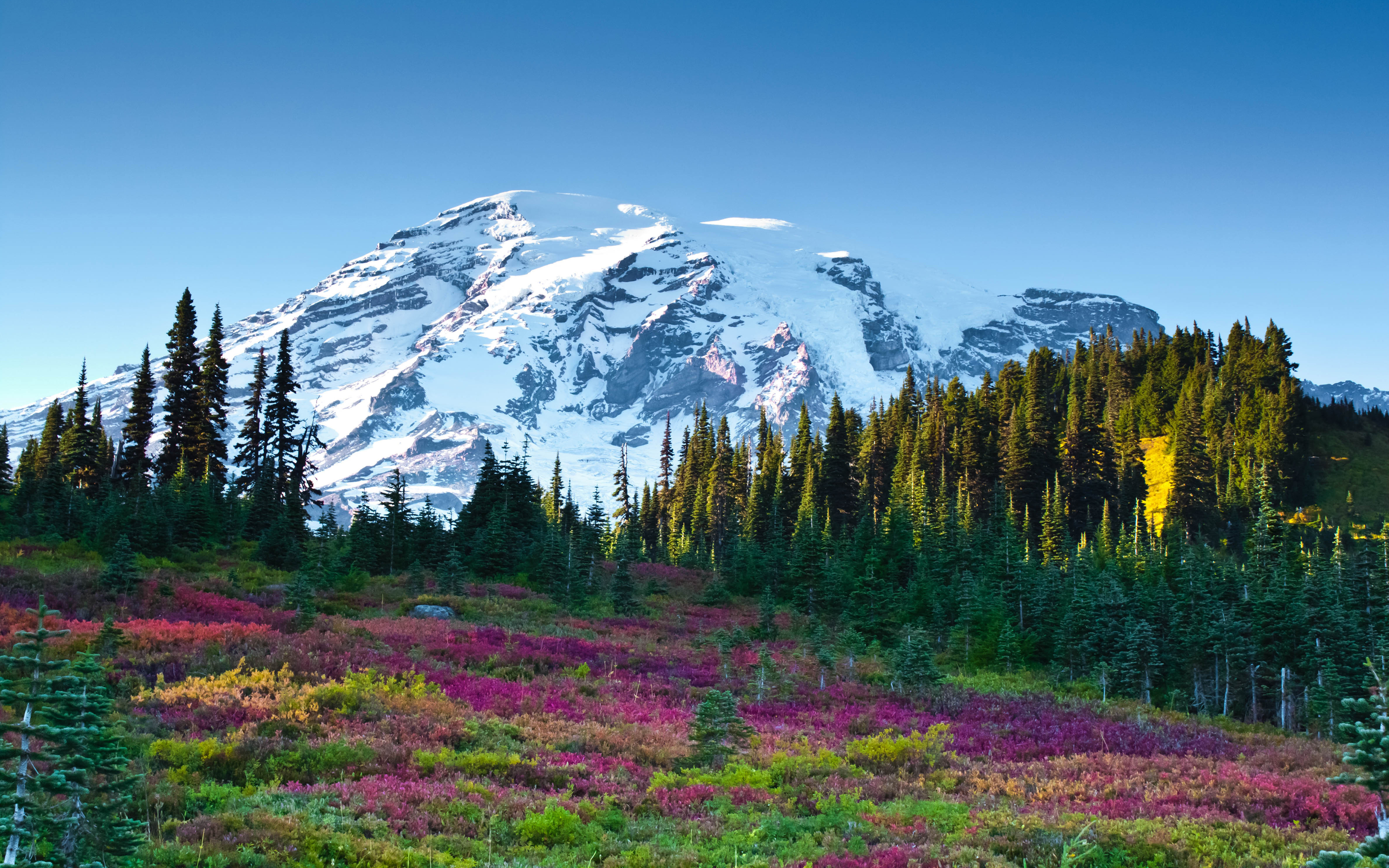 Nature Landscape, Mountains With Snow Forest Meadow Flowers Field