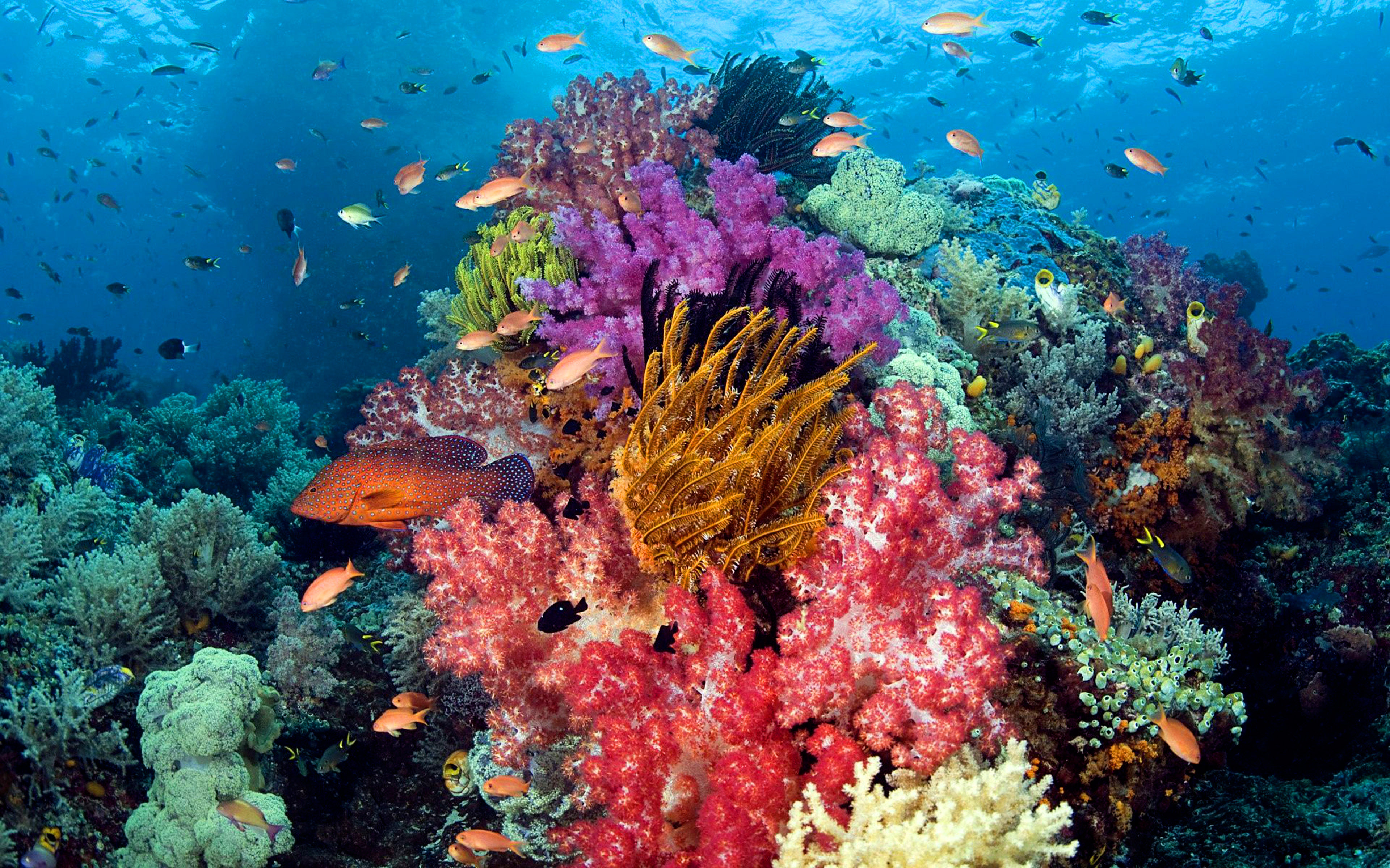 Ocean Seabed, Coral With Sumptuous Colors, Exotic Tropical Fish