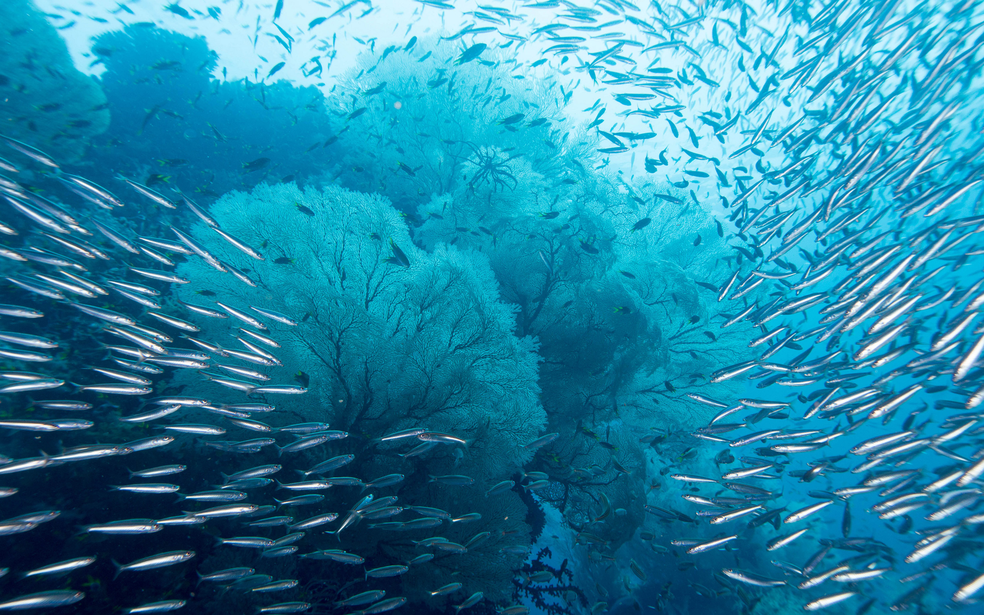 Ocean, Underwater World, Raja Ampat Islands, Indonesia Archipelago