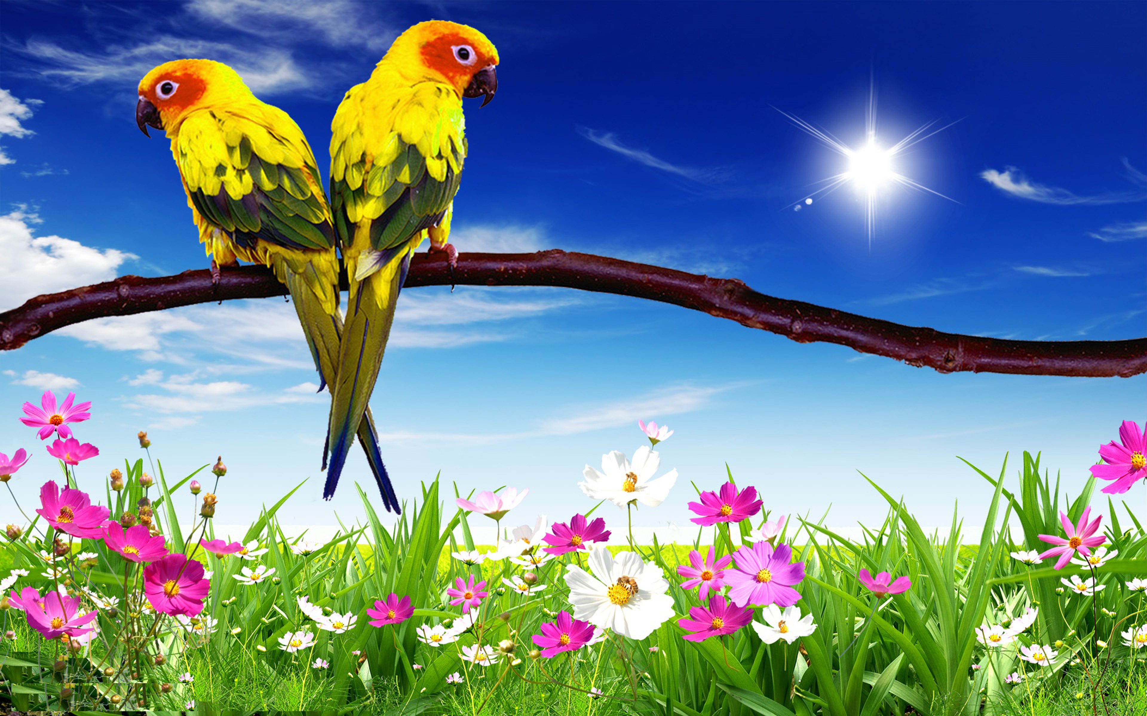 Parrots Pair Hd Desktop Background For Mobile Phone And Laptop : Wallpapers13.com