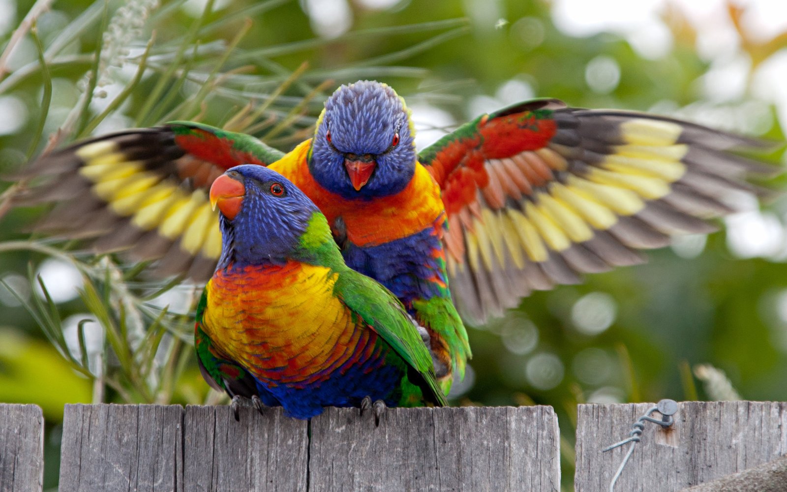 Rainbow Lorikeets Walpaper Hd : Wallpapers13.com