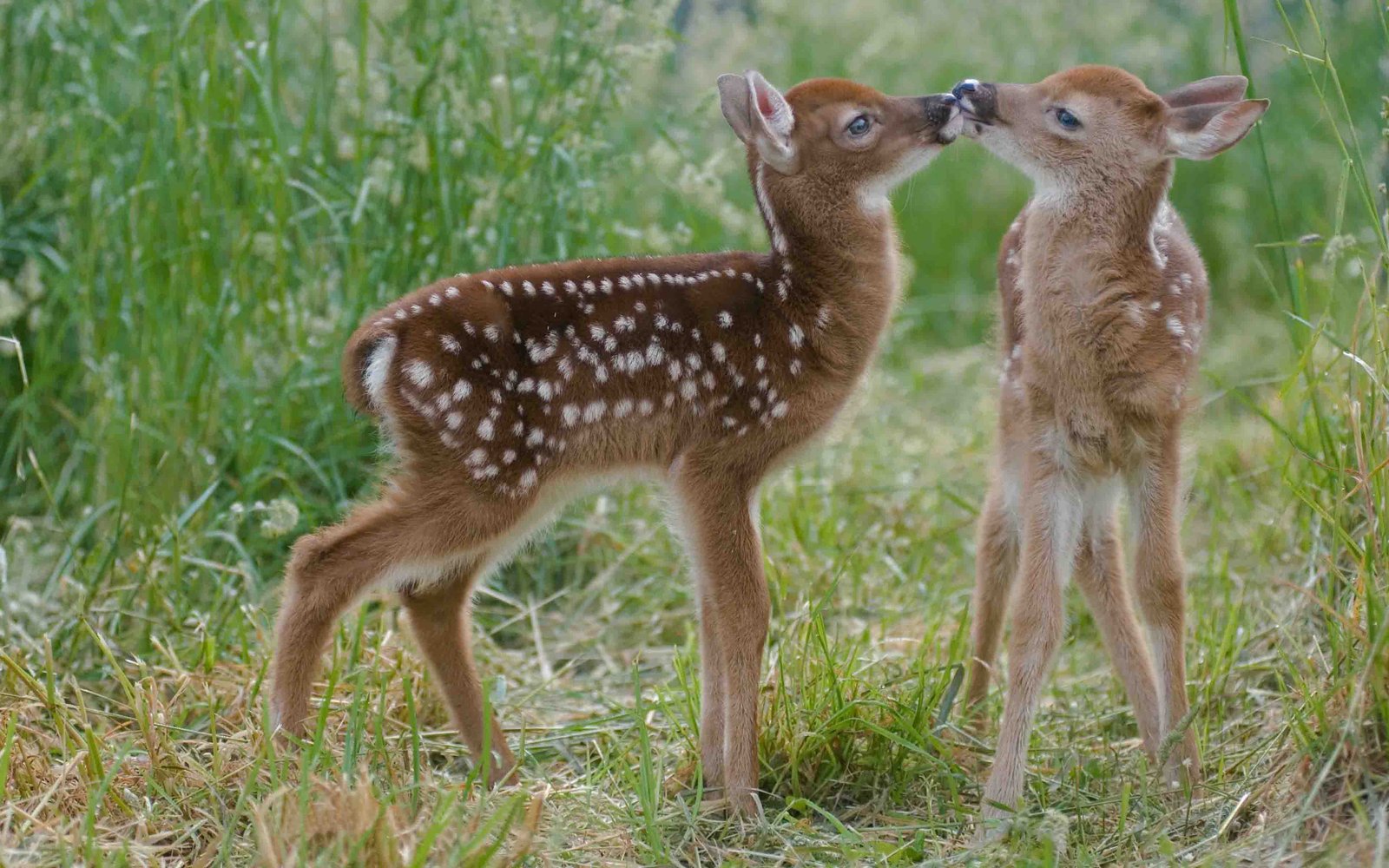 Two Little Cute Deer Hd Wallpaper : Wallpapers13.com
