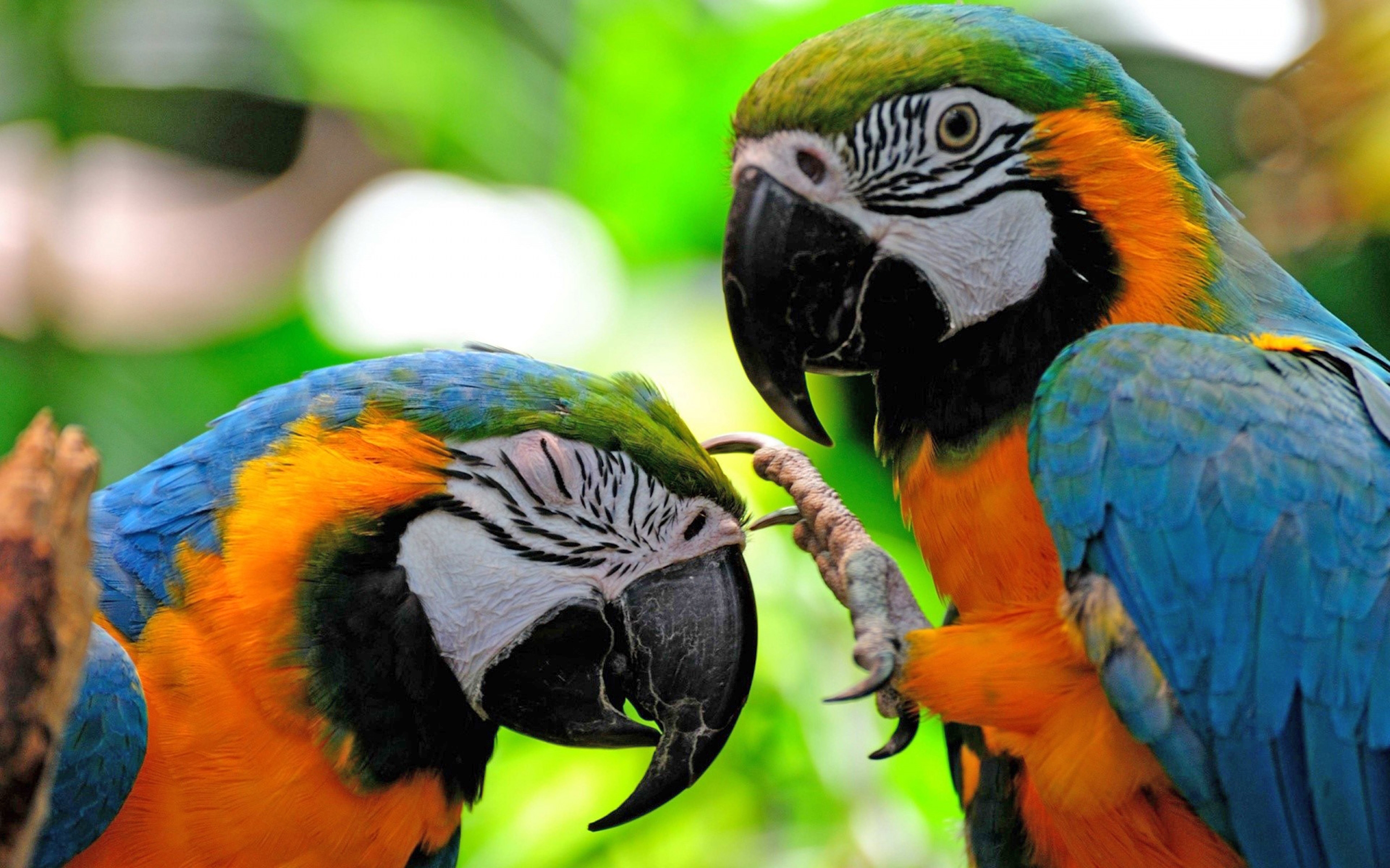 Two Colorful Parrots Fighting Hd Bird Wallpapers : Wallpapers13.com