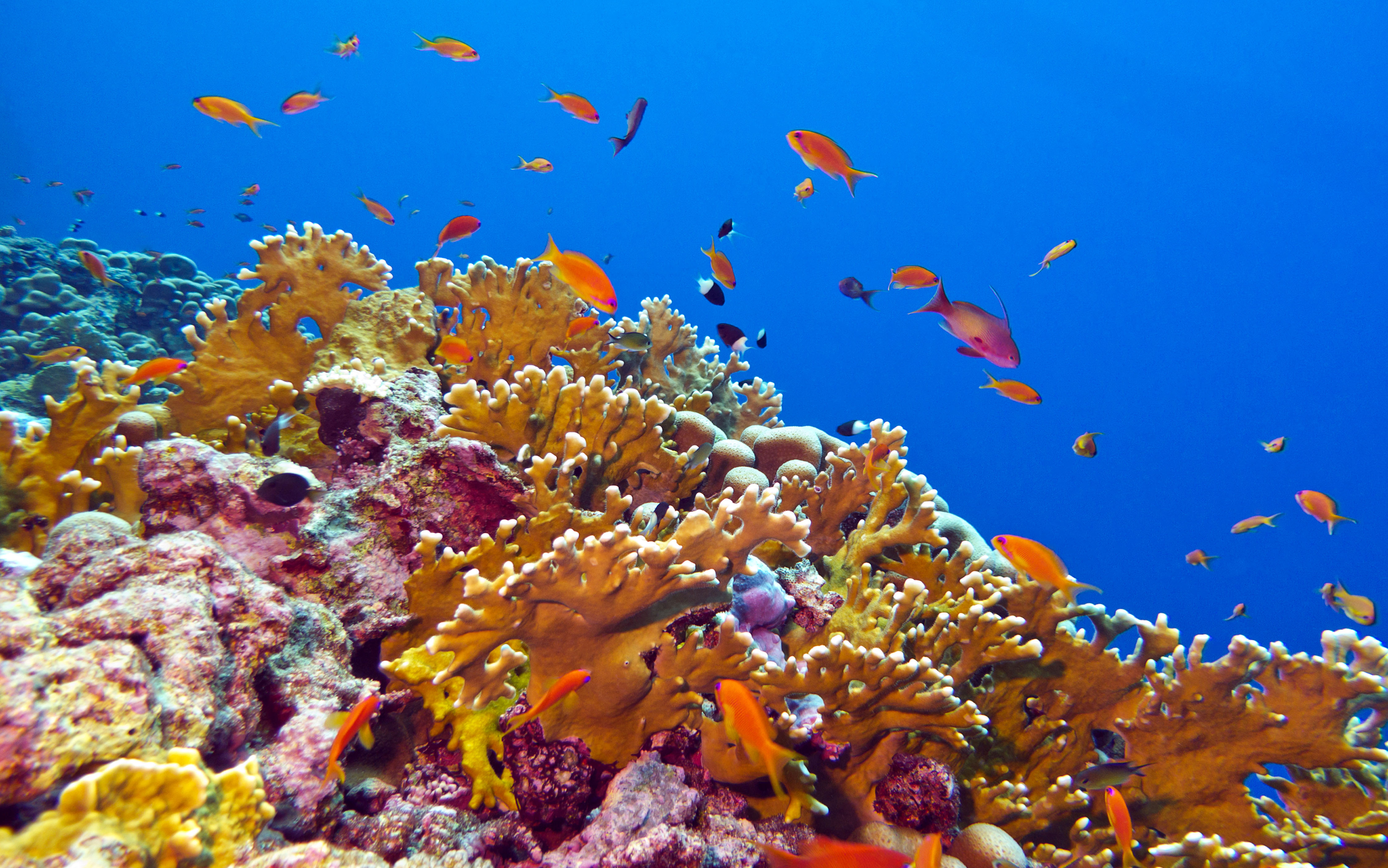 Underwater World Red Fish Corals Desktop Backgrounds Hd : Wallpapers13.com