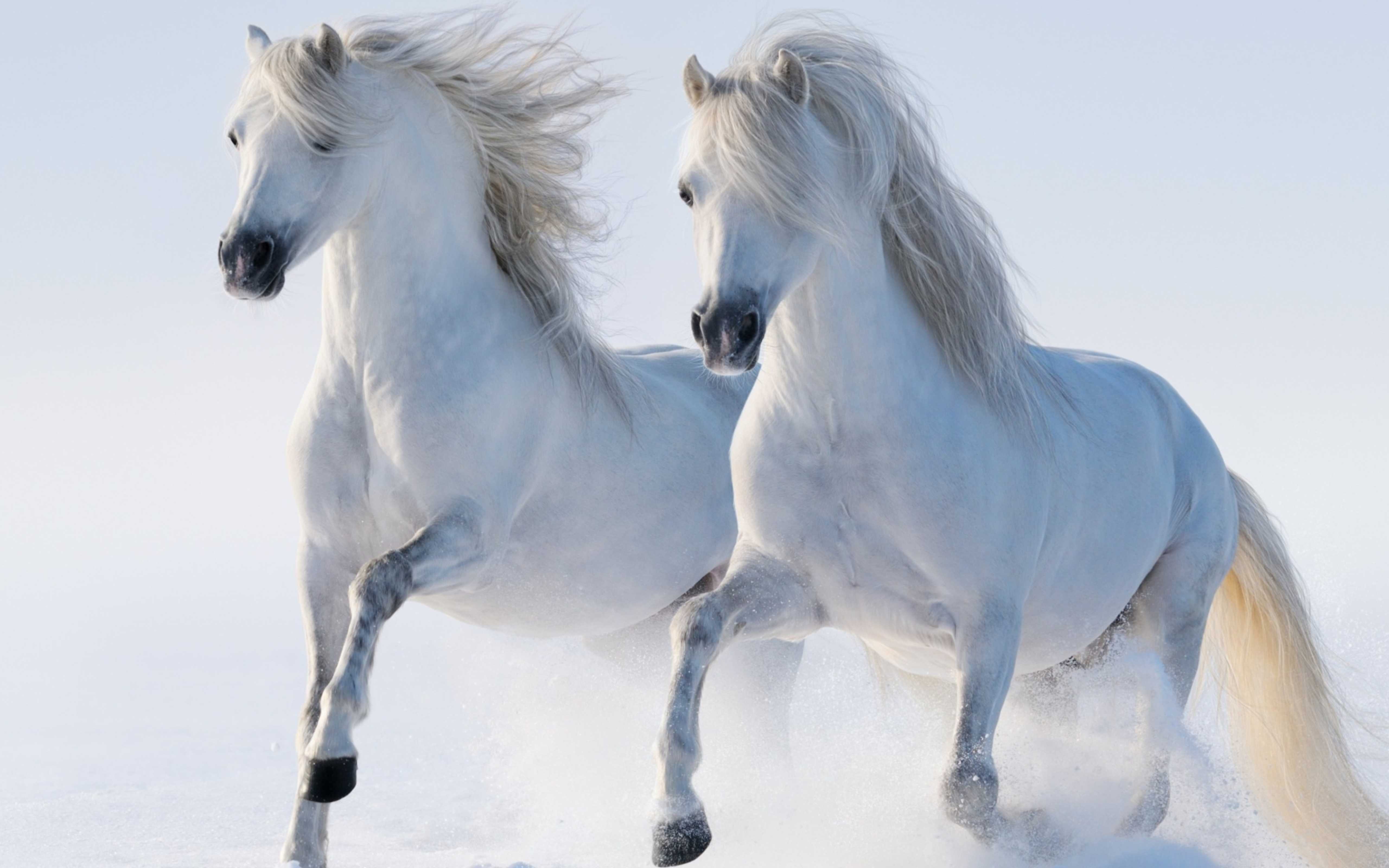 White Horse Walking In The Snow Wallpaper 5120x3200 : Wallpapers13.com