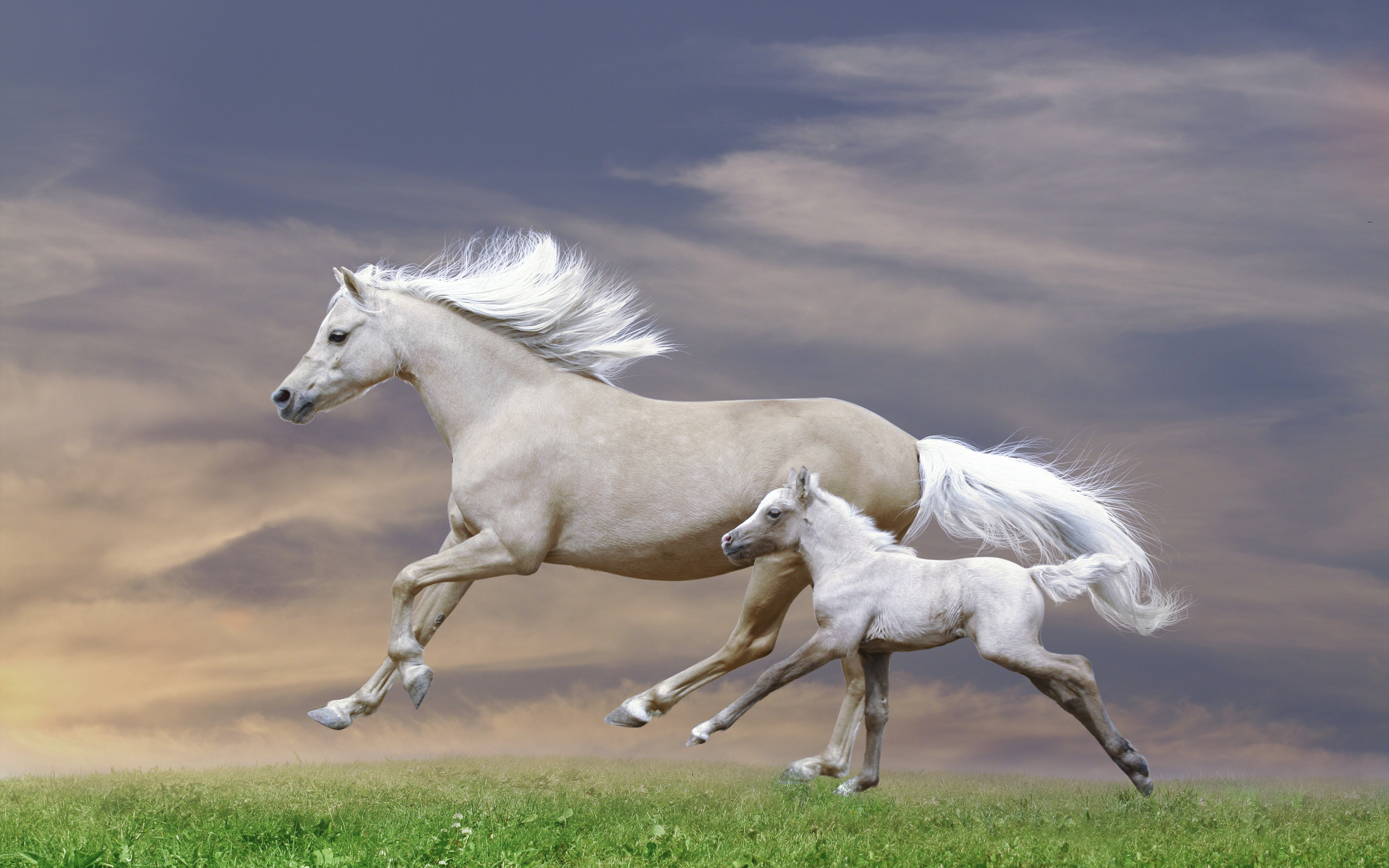 White Mare And Foal Galloping Sunset Hd Wallpaper : Wallpapers13.com