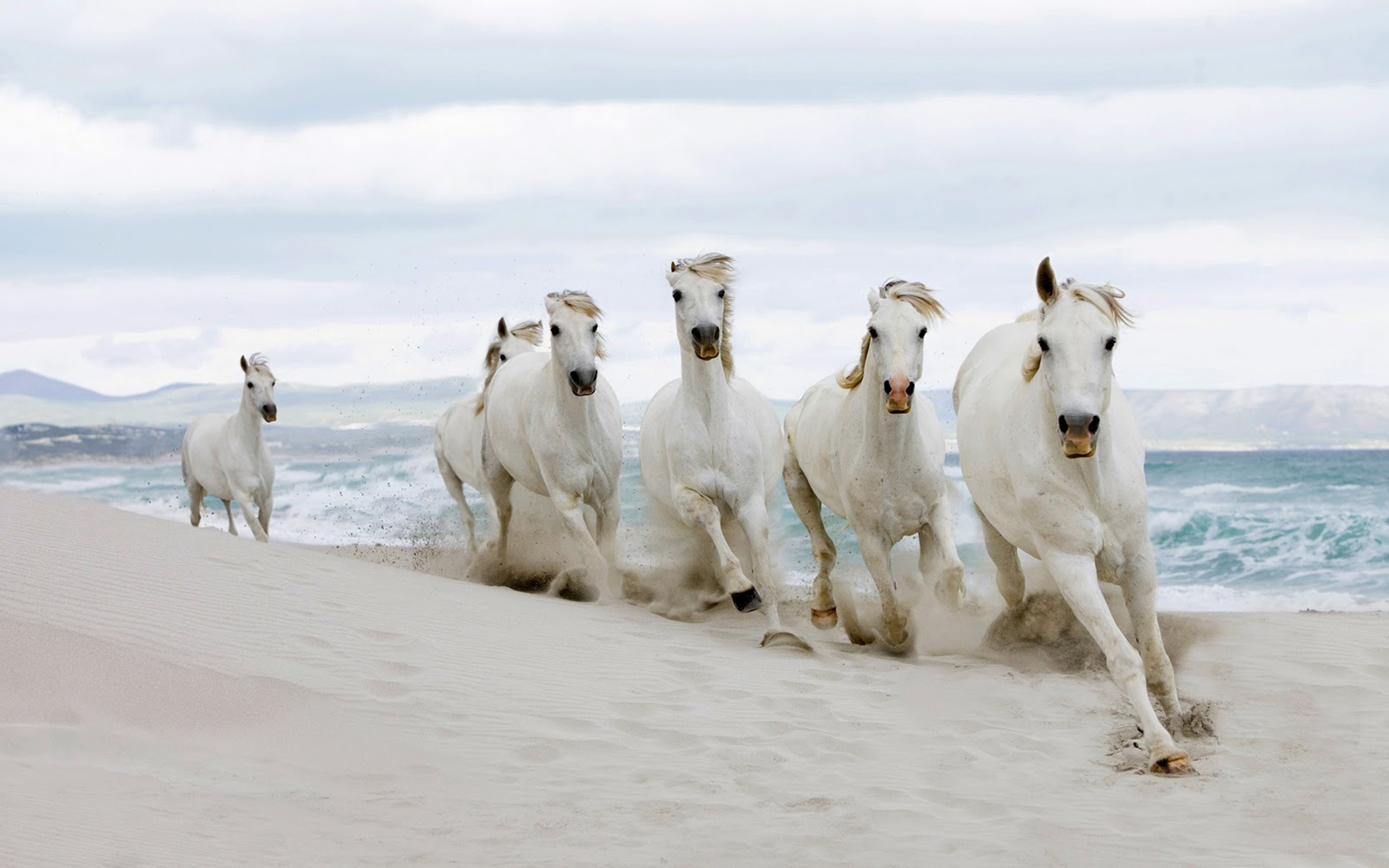 White Wild Horses The Sea Beach Hd Wallpapers : Wallpapers13.com
