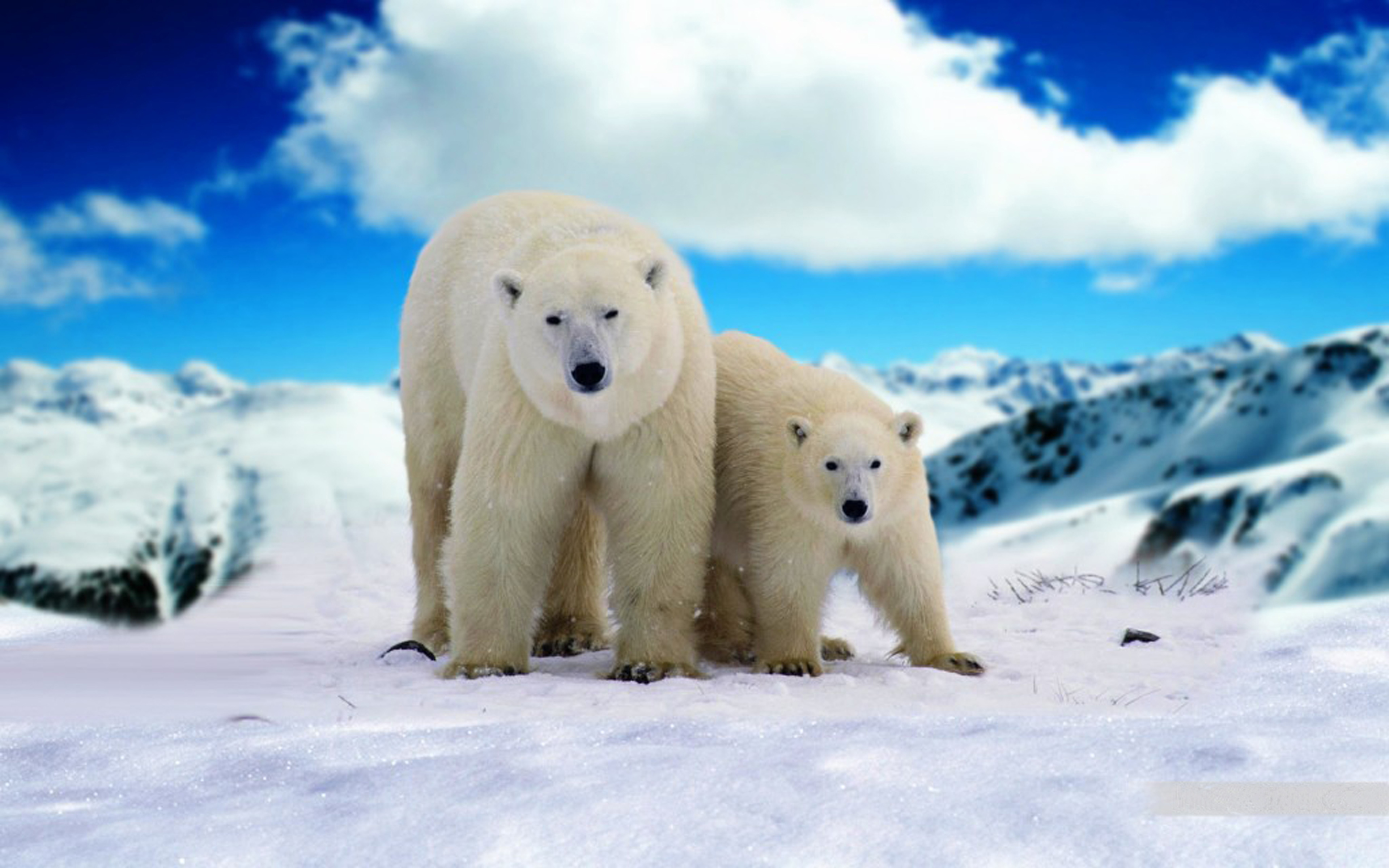 Adult Polar Bear And Young Bear Hd Wallpapers For Mobile Phones And