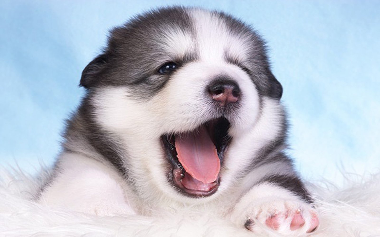 Alaskan Malamute Wallpaper Widescreen Hd : Wallpapers13.com