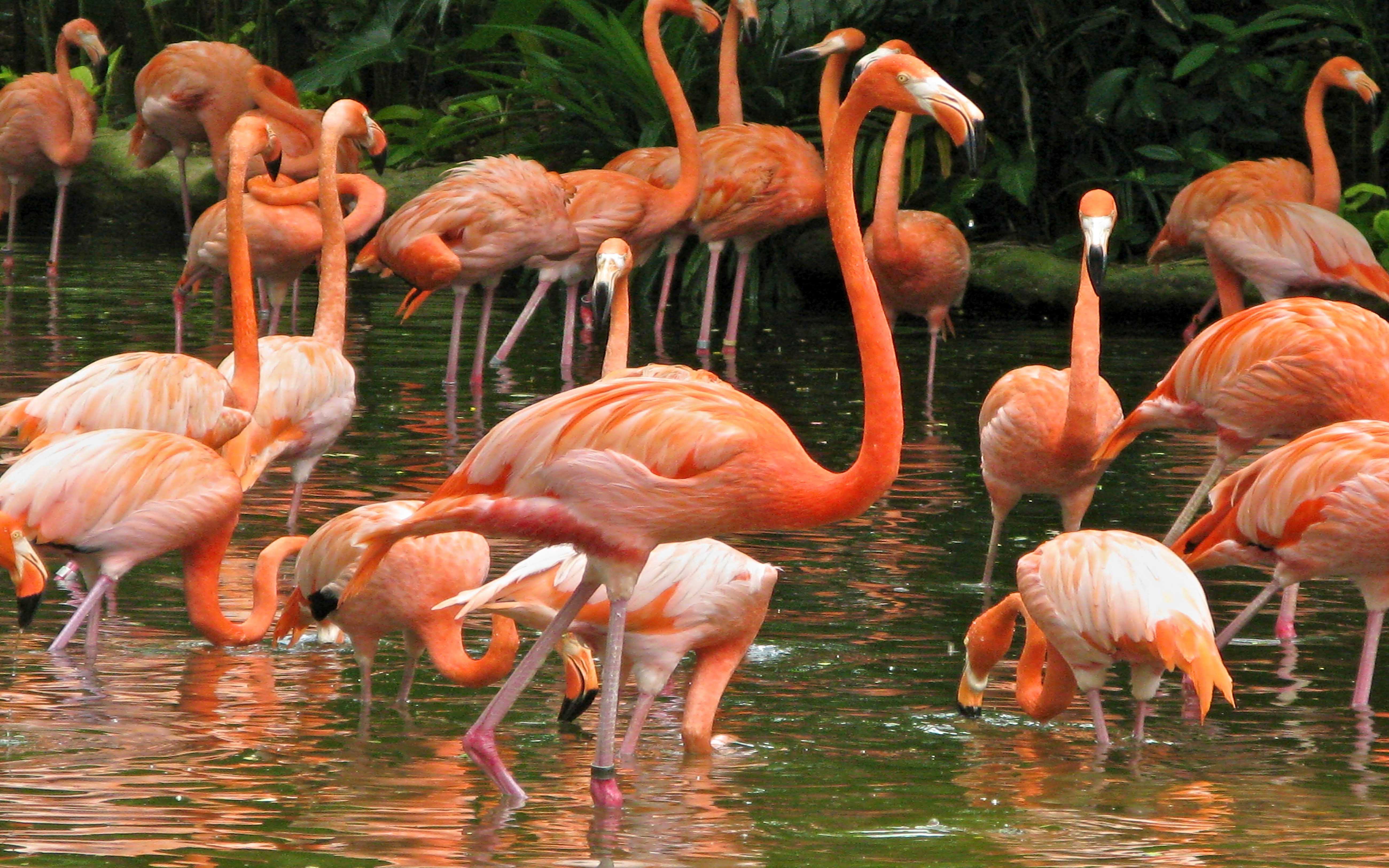 Desktop Backgrounds Hd Pink Flamingos At Jurong Bird Park