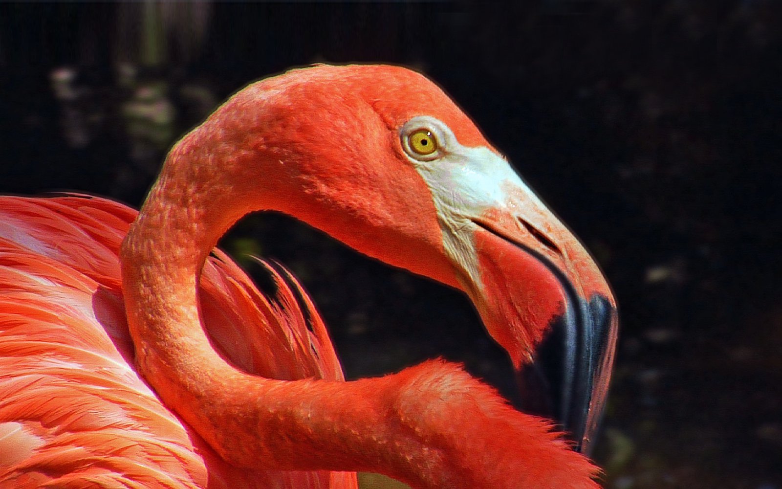 Flamingo Face Close Up-Hd Wallpapers full screen : Wallpapers13.com