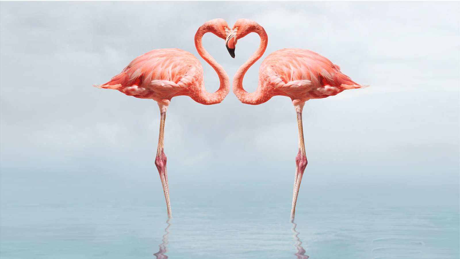 Flamingo Full Hd Wallpapers 1080p : Wallpapers13.com