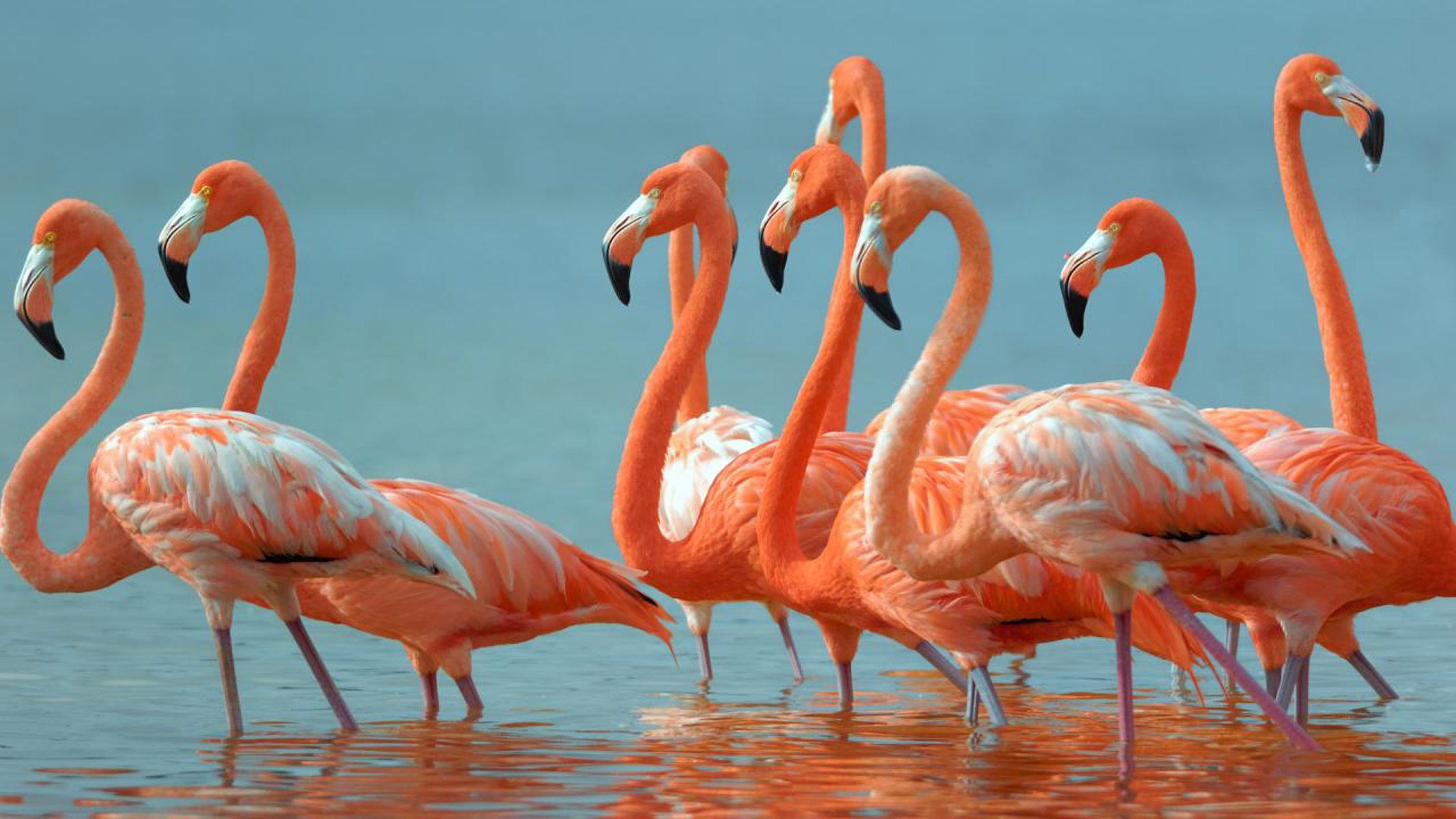 Flamingos Beautiful Exotic Birds Desktop Hd Wallpaper : Wallpapers13.com
