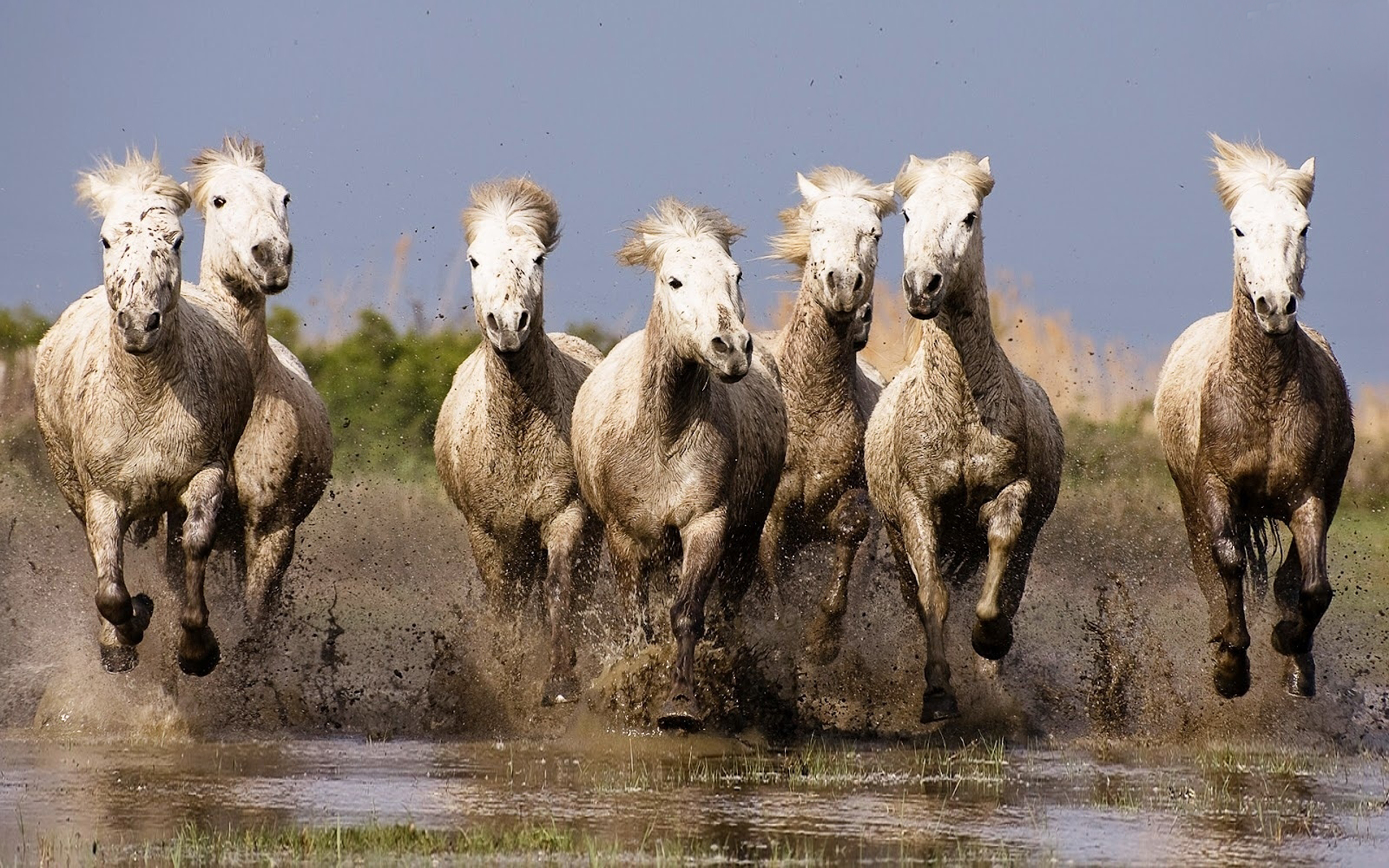 Galloping White Horses Hd Wallpapers For Laptop Widescreen ...