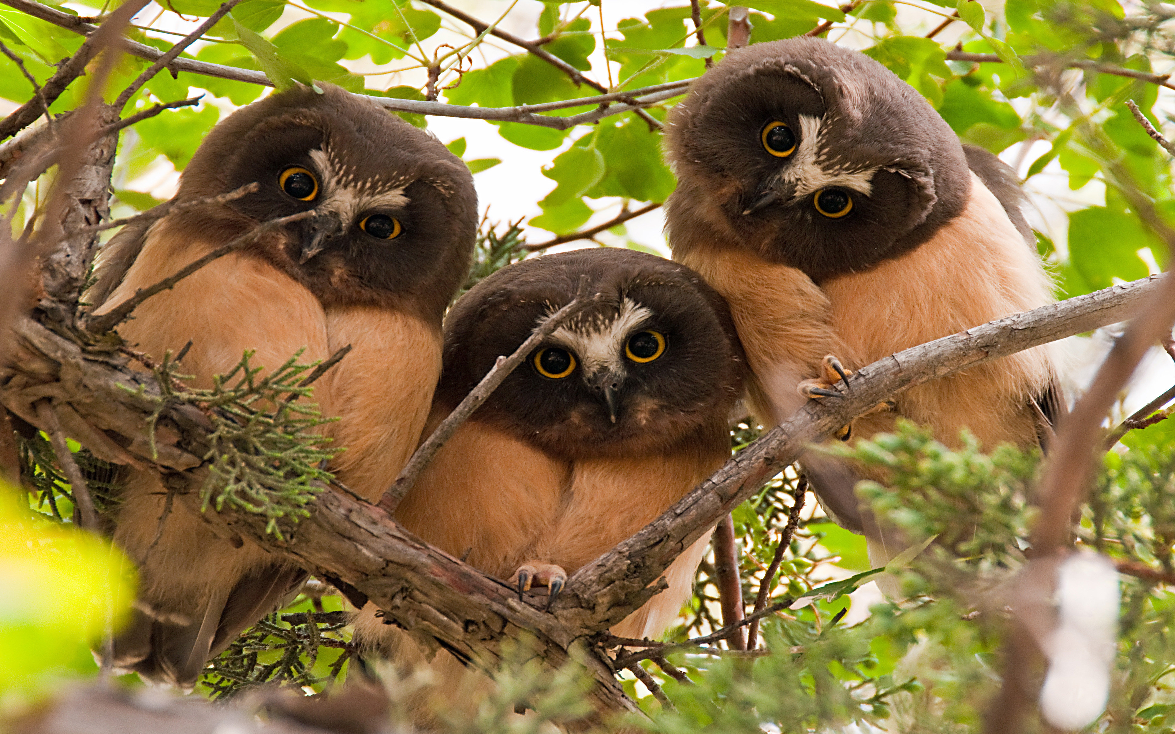Northern Saw Whet Owl Three Young Curious Owls On A Branch